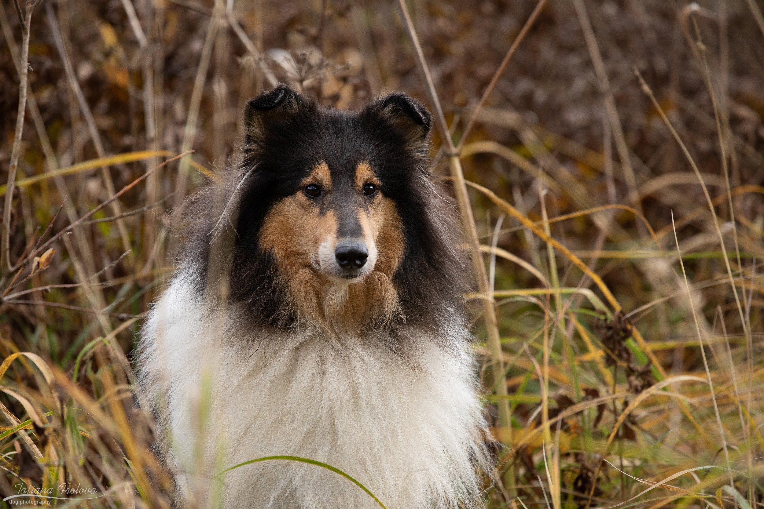 Осенняя фотосессия с собакой в г. Мытищи. Фотограф-анималист в Москве и Московской области Татьяна Фролова