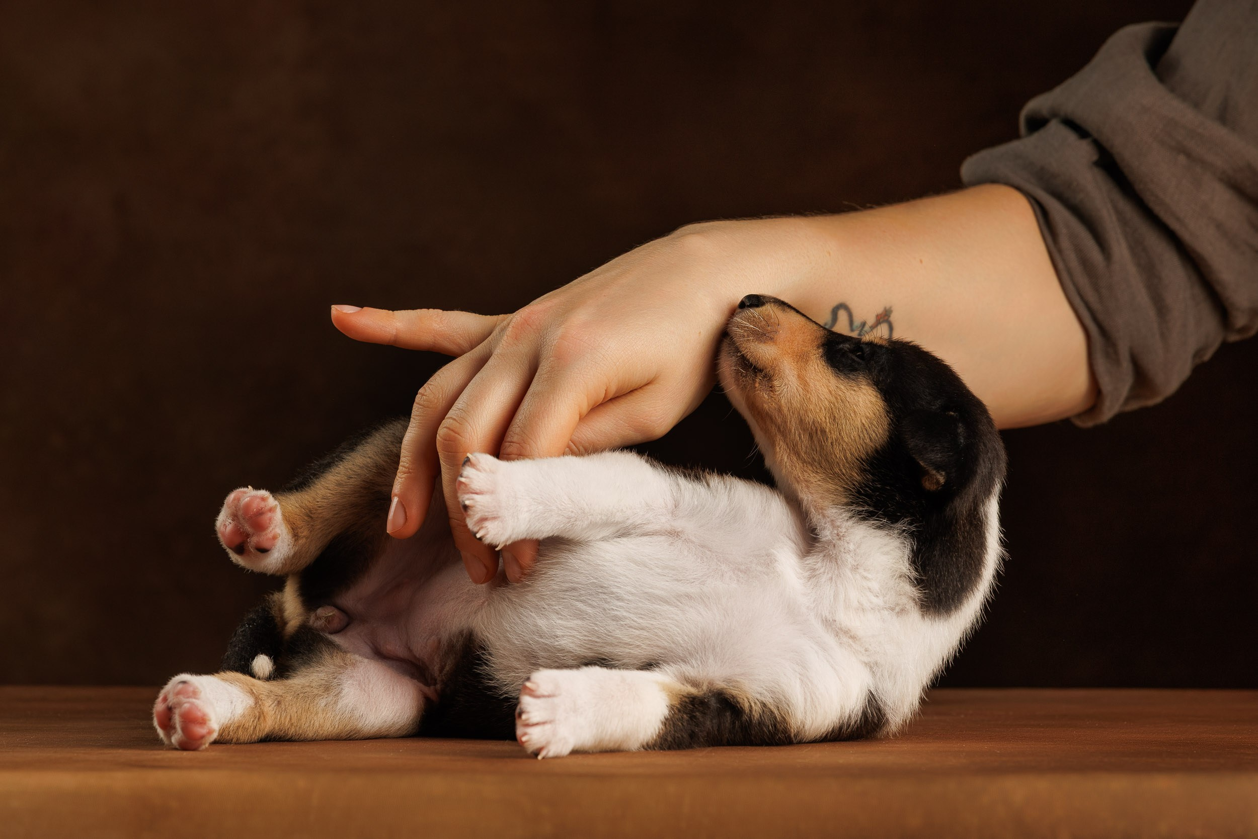 Триколор на коричневом. Фотограф-анималист в Москве и Московской области Татьяна Фролова