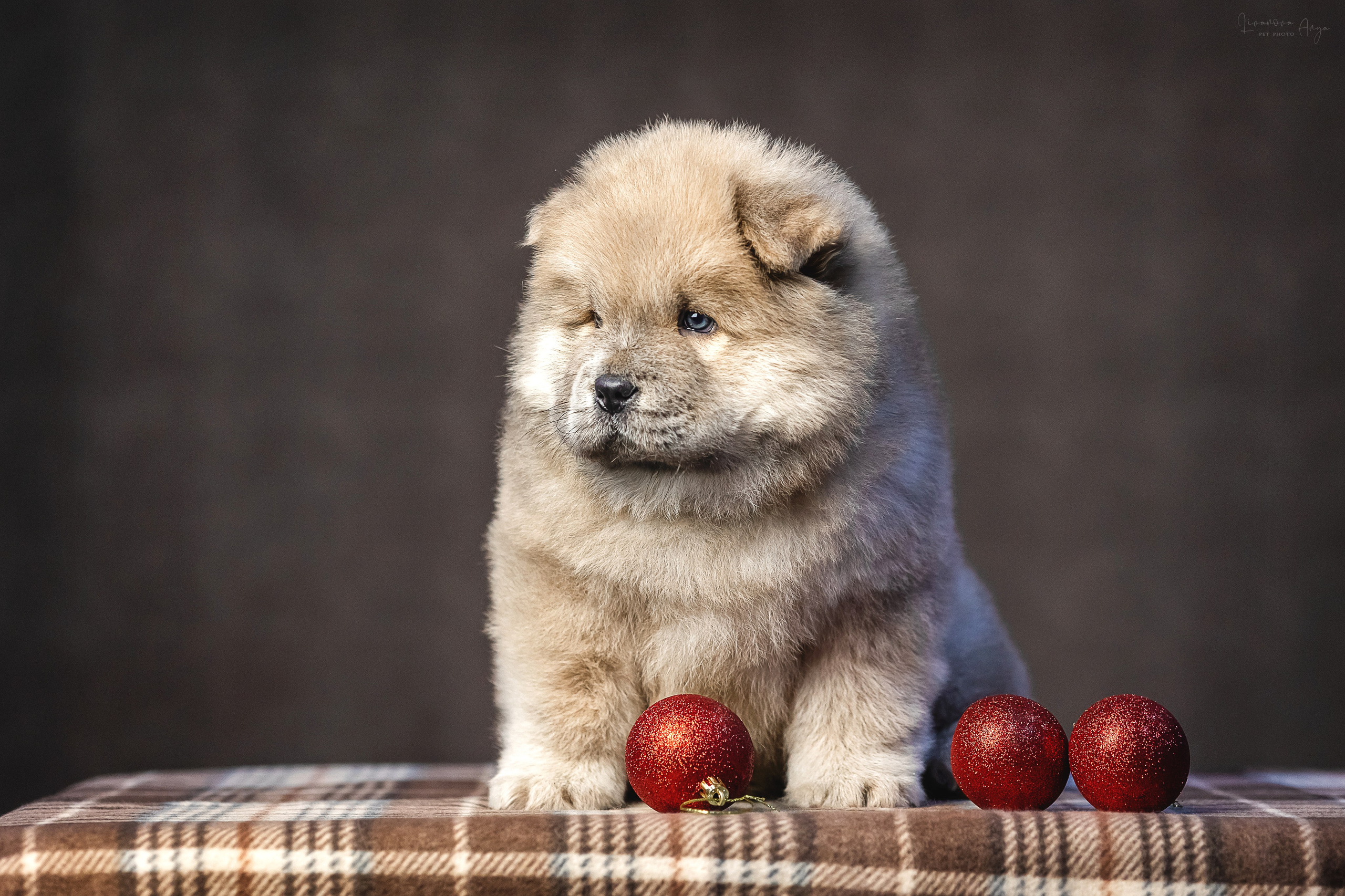 Чаушки. Фотограф анималист Аня Ливанова | Рыбинск