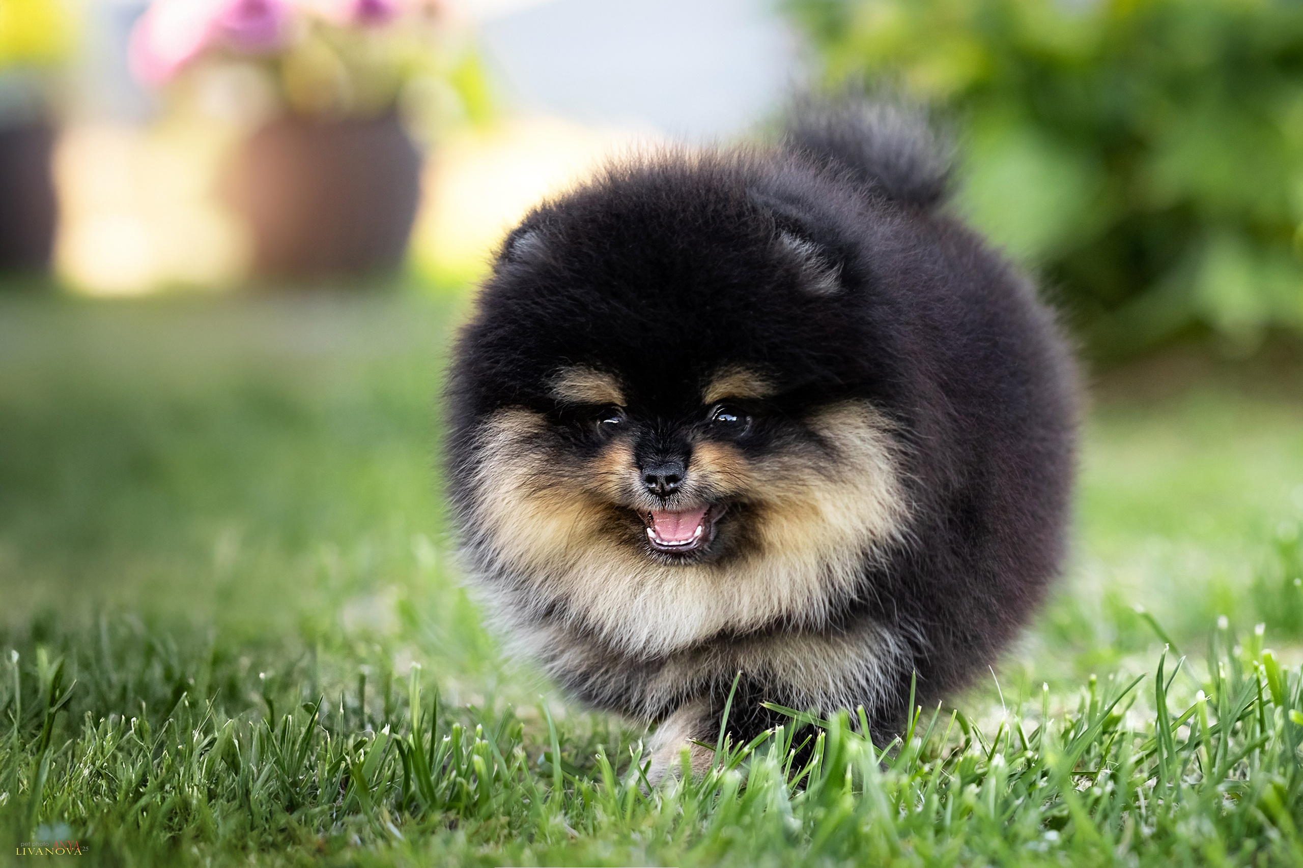 Шпцулики. Фотограф анималист Аня Ливанова | Рыбинск