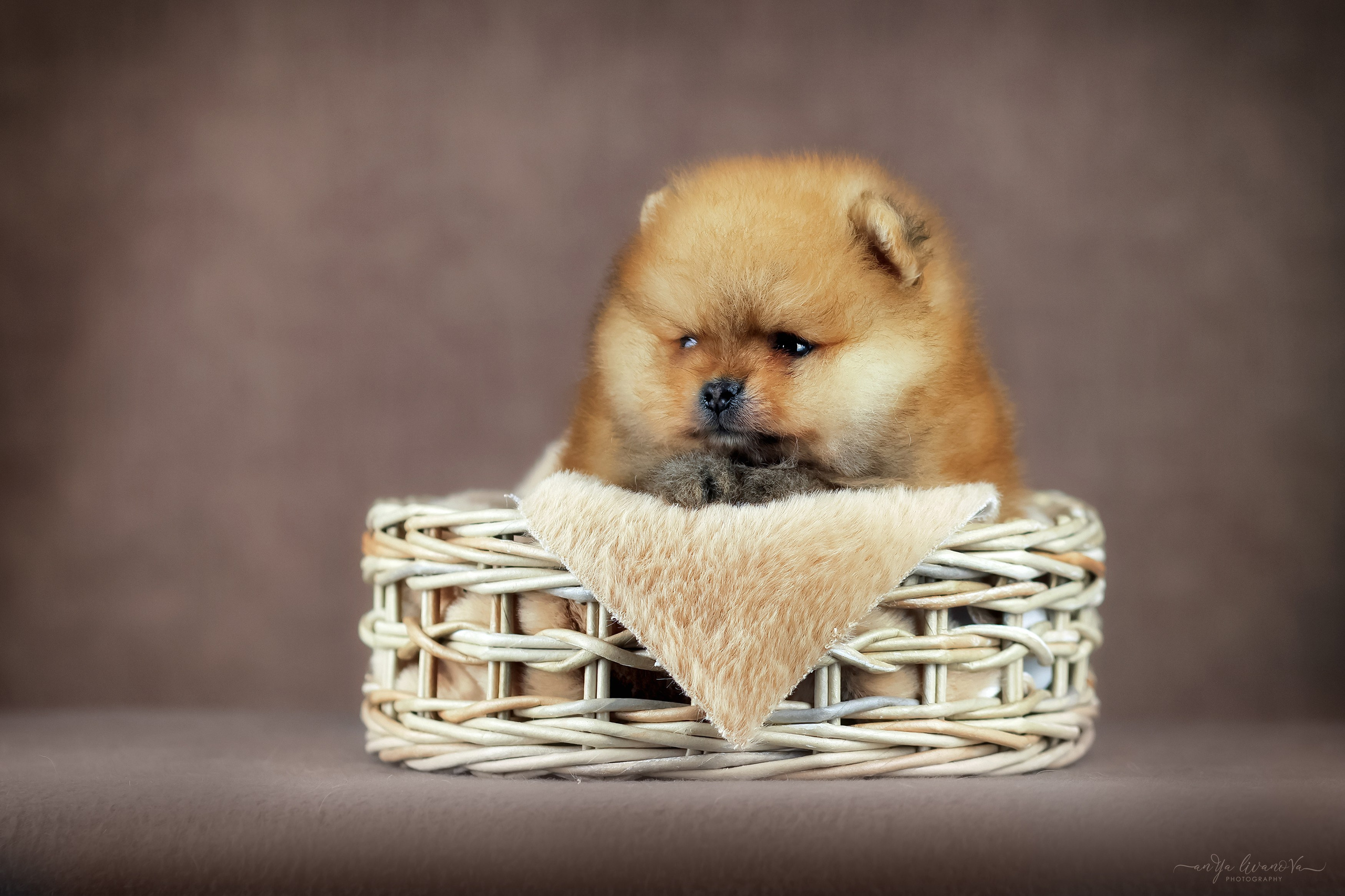 Шпицули. Фотограф анималист Аня Ливанова | Рыбинск