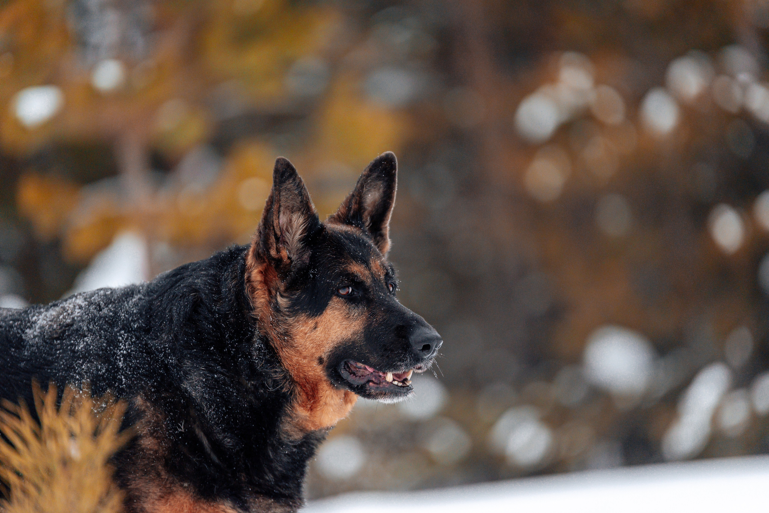 Светлана, Альфа и кошки ✨. Фотограф-анималист Анастасия Парфенова|Екатеринбург