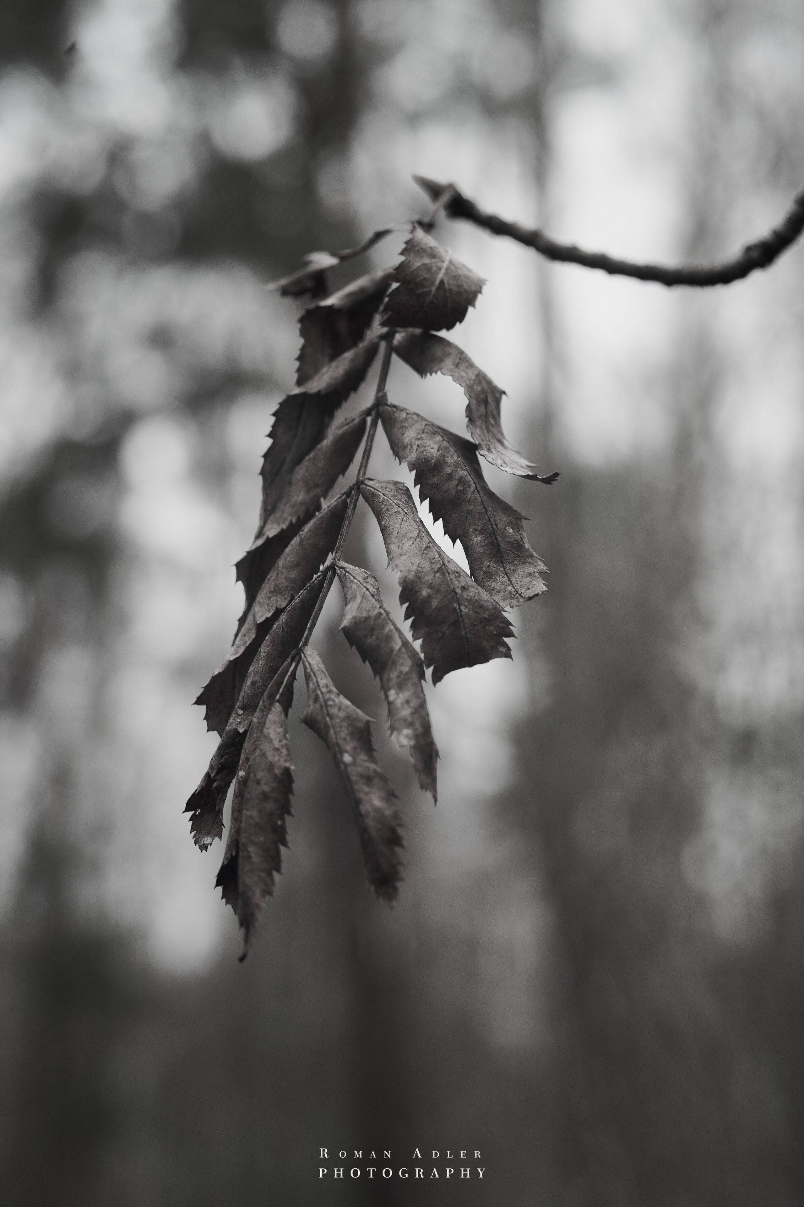 Февральский лес. Фотограф Роман Адлер