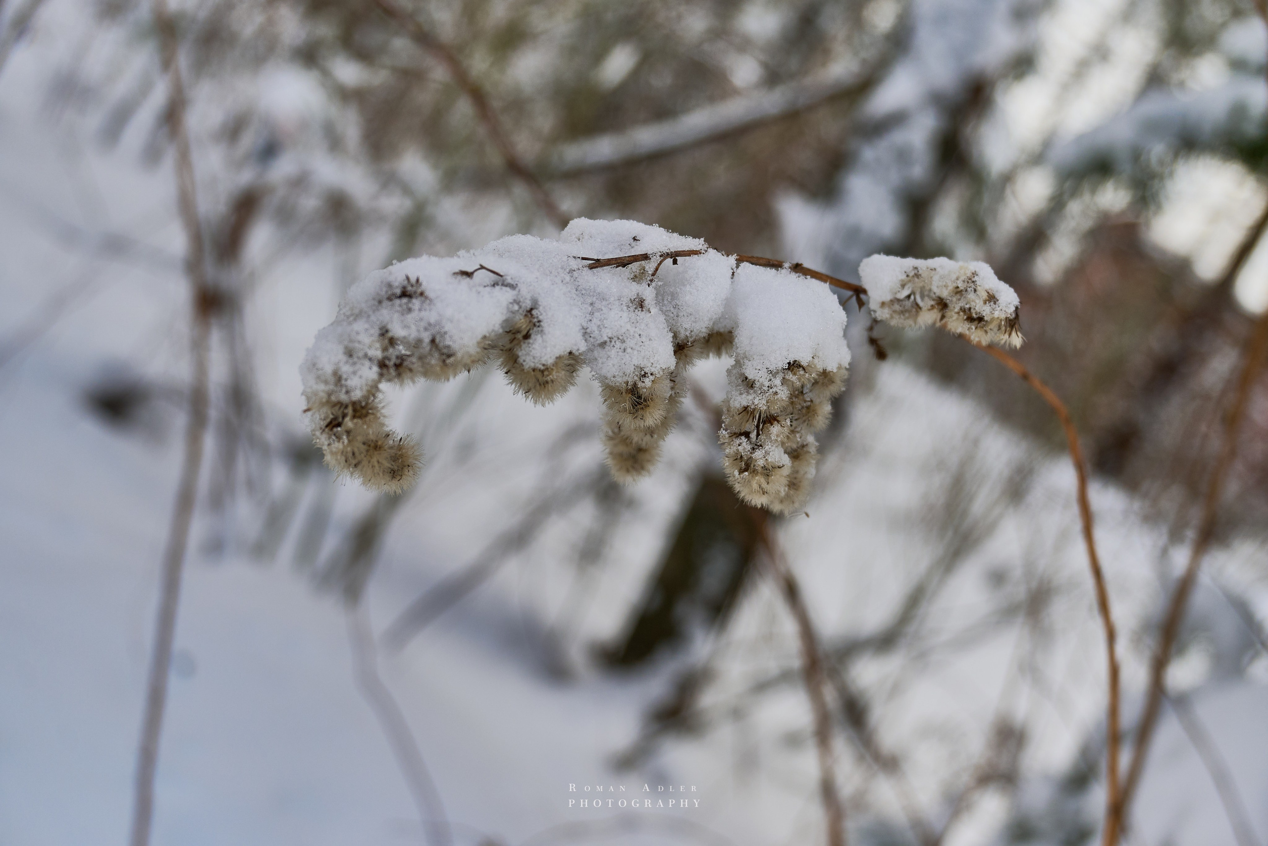 Апрельский снег. Москва 2025. Фотограф Роман Адлер