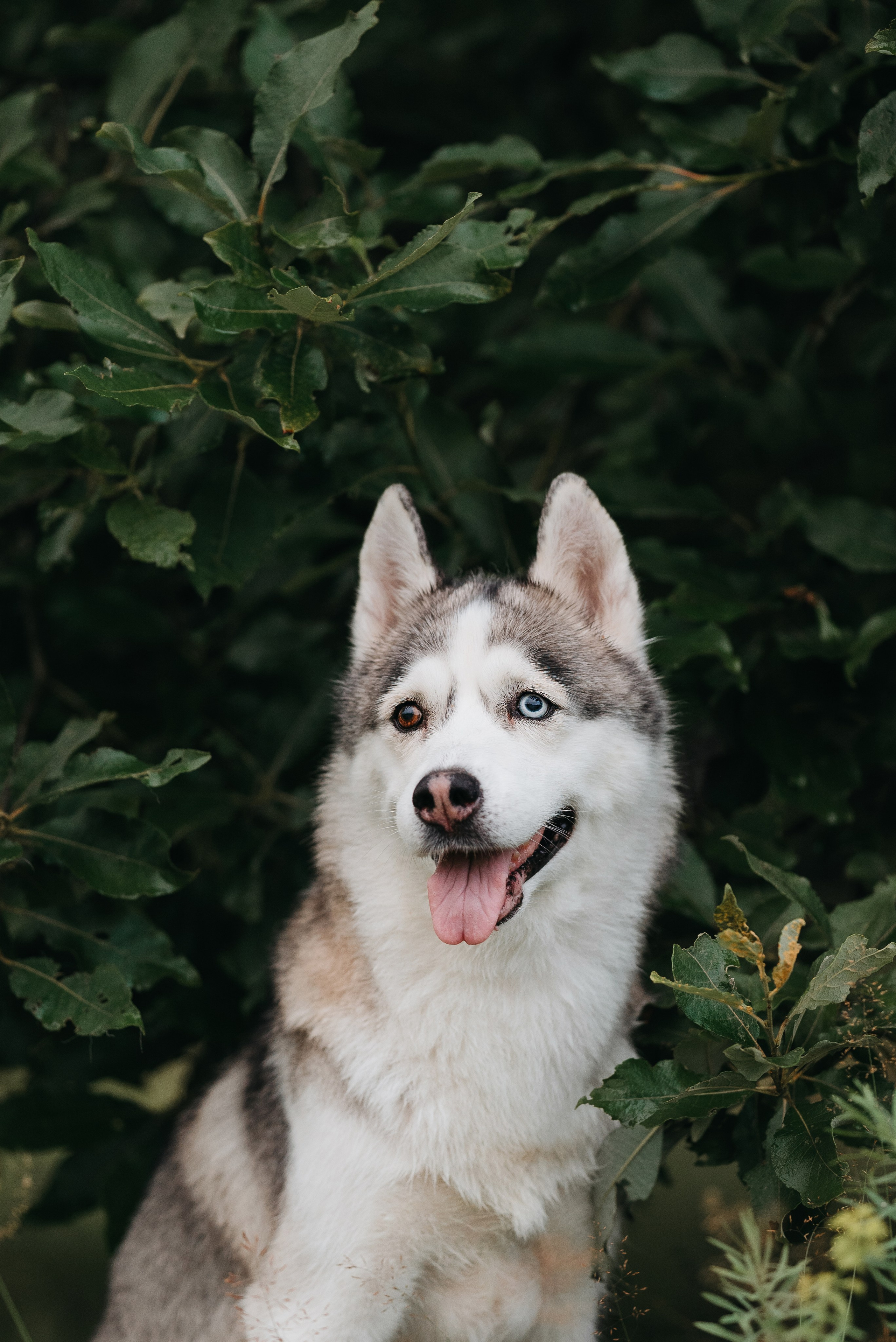 Lilya & Eva. Natalia Finch Photography — Family, Kids & Pet Photographer in Chicago, IL
