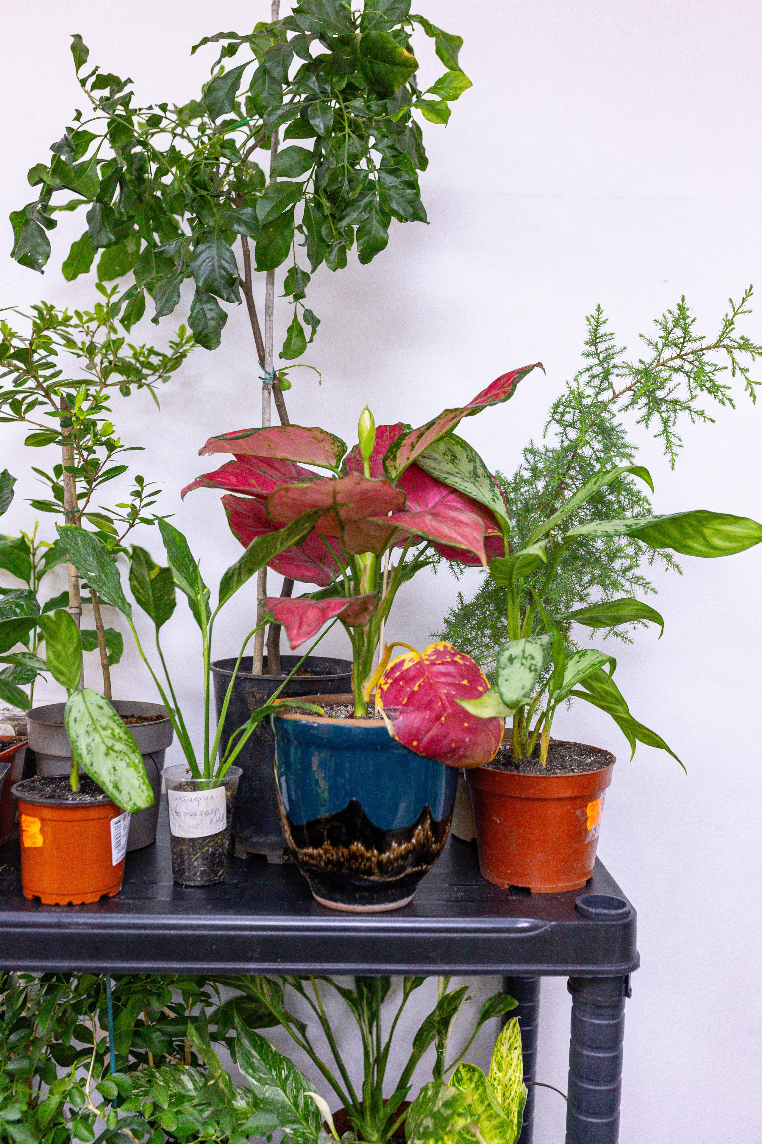 Монстериум 11–12 октября. Александра Куликова фотограф, Москва