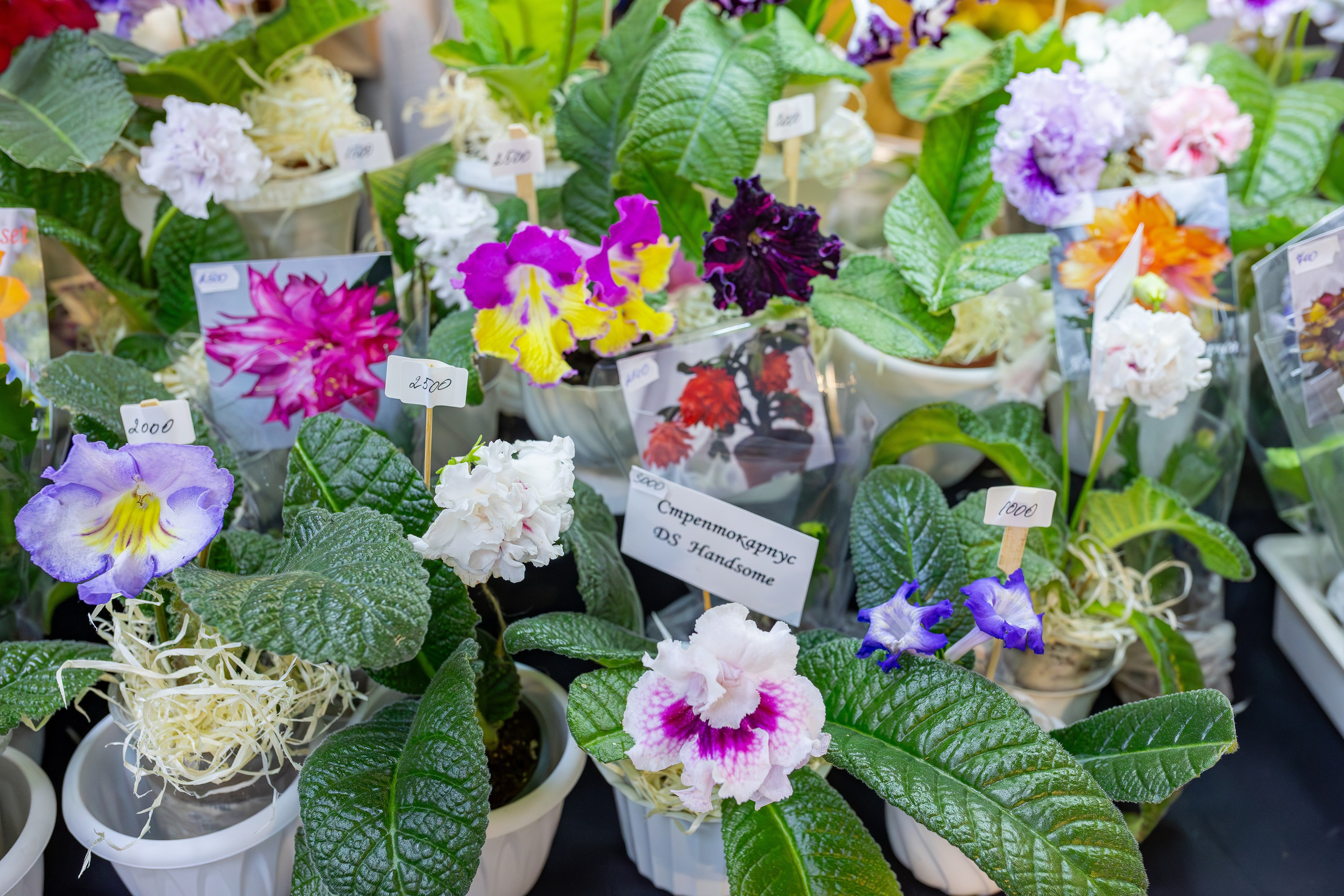 Монстериум апрель 2026. Александра Куликова фотограф, Москва