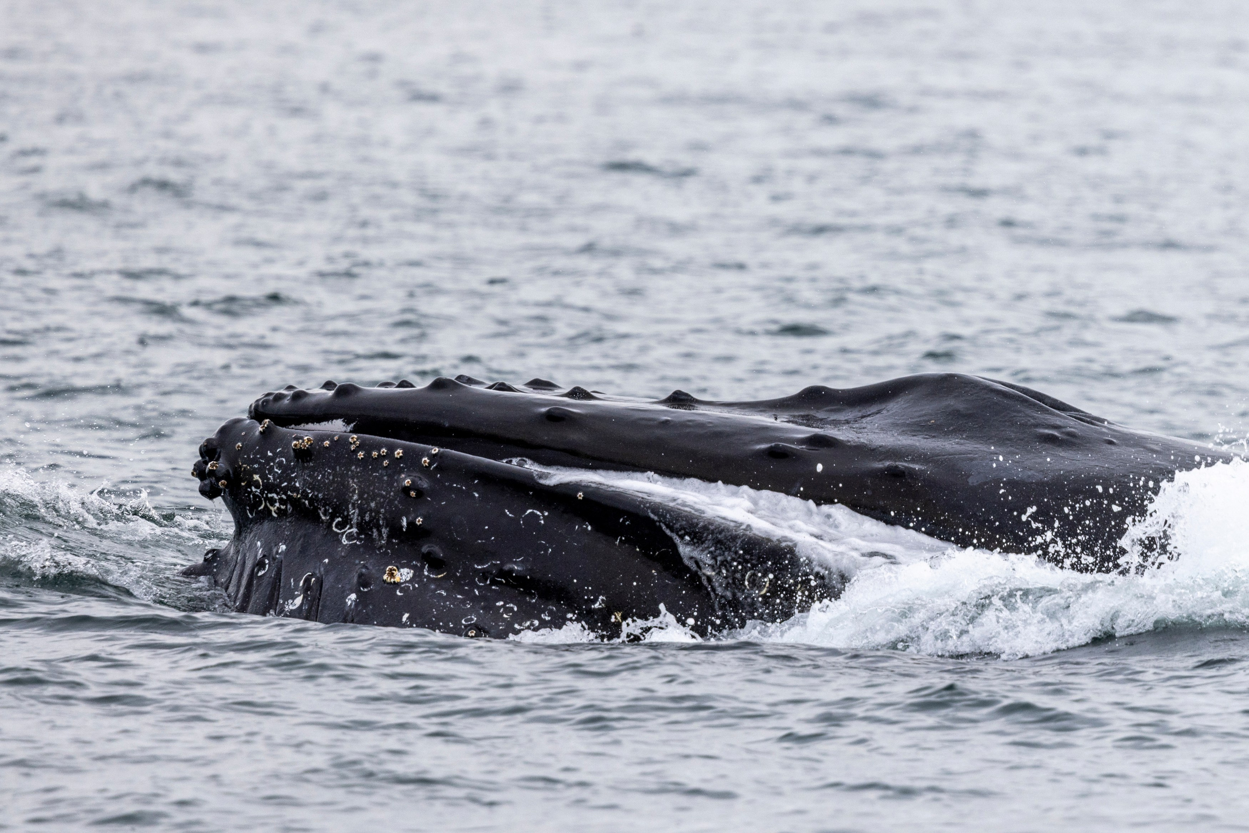 Камчатка + Сахалин — экспедиция в два региона за одну поездку. Время Камчатки: чтобы найти свой путь, нужно скорость умножить на время