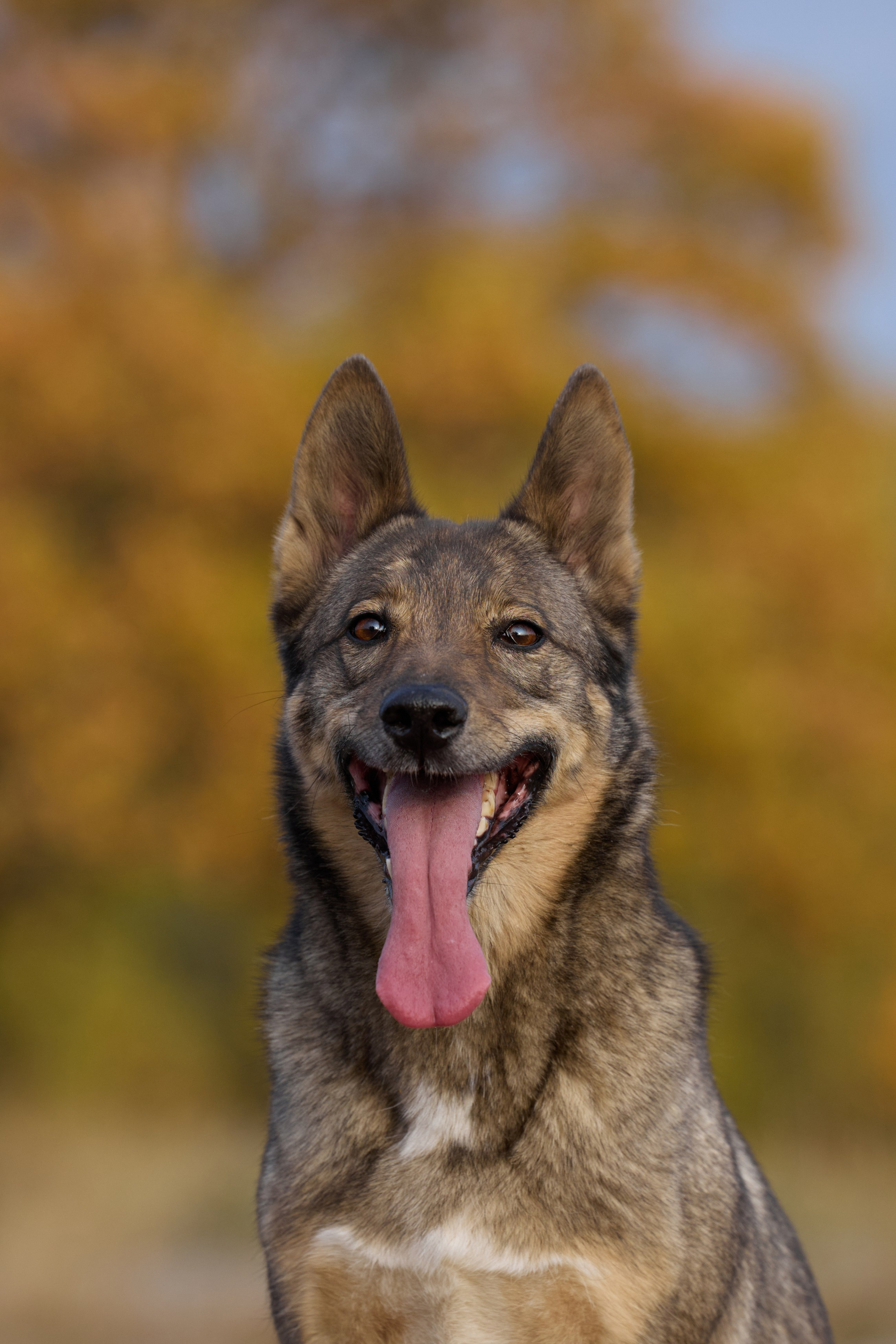 Семейная история. Фотограф анималист в Казани Алина Сулейманова. Фотограф животных
