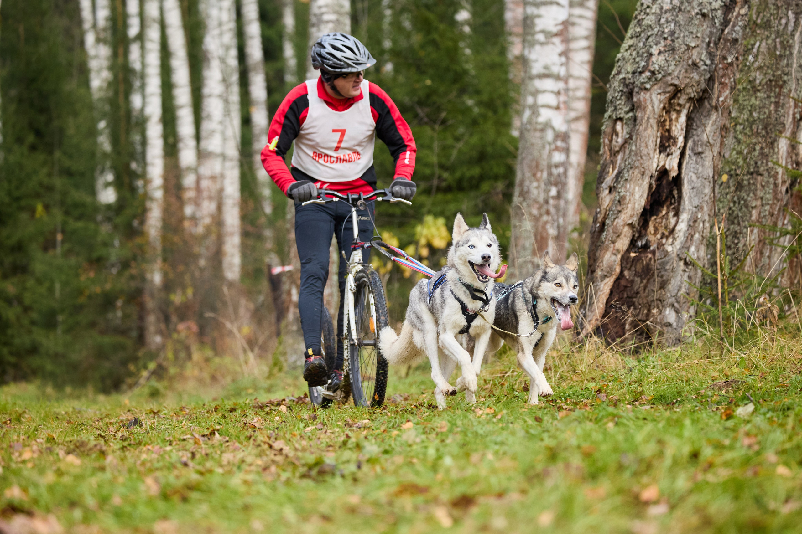 Чемпионат по ЕС Ярославской области. Фотограф Ирина Астор