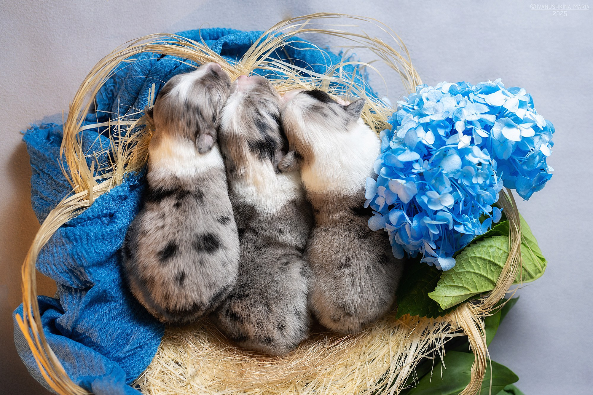 Ньюборн фотосессия щенков. Фотограф собак в Москве и Московской области Иванушкина Мария