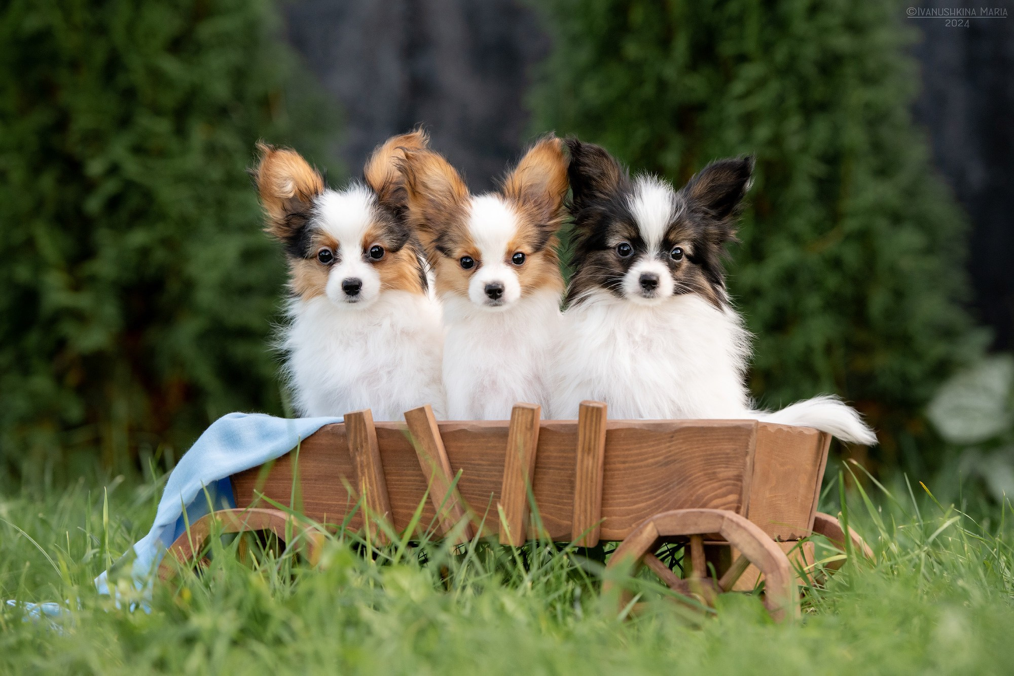 Фотосессия щенков на продажу. Фотограф собак в Москве и Московской области Иванушкина Мария