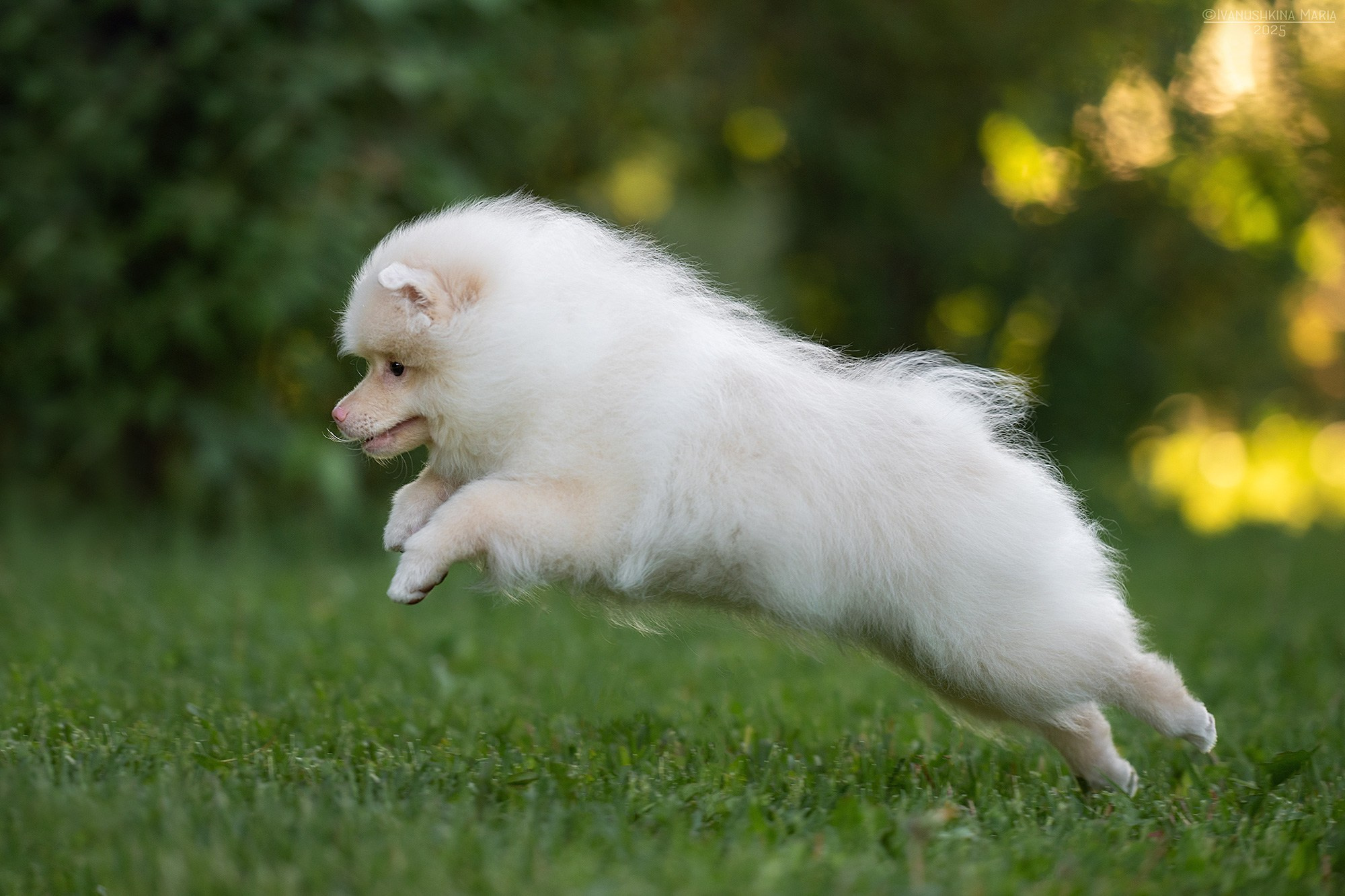 Фотосессия щенков на продажу. Фотограф собак в Москве и Московской области Иванушкина Мария
