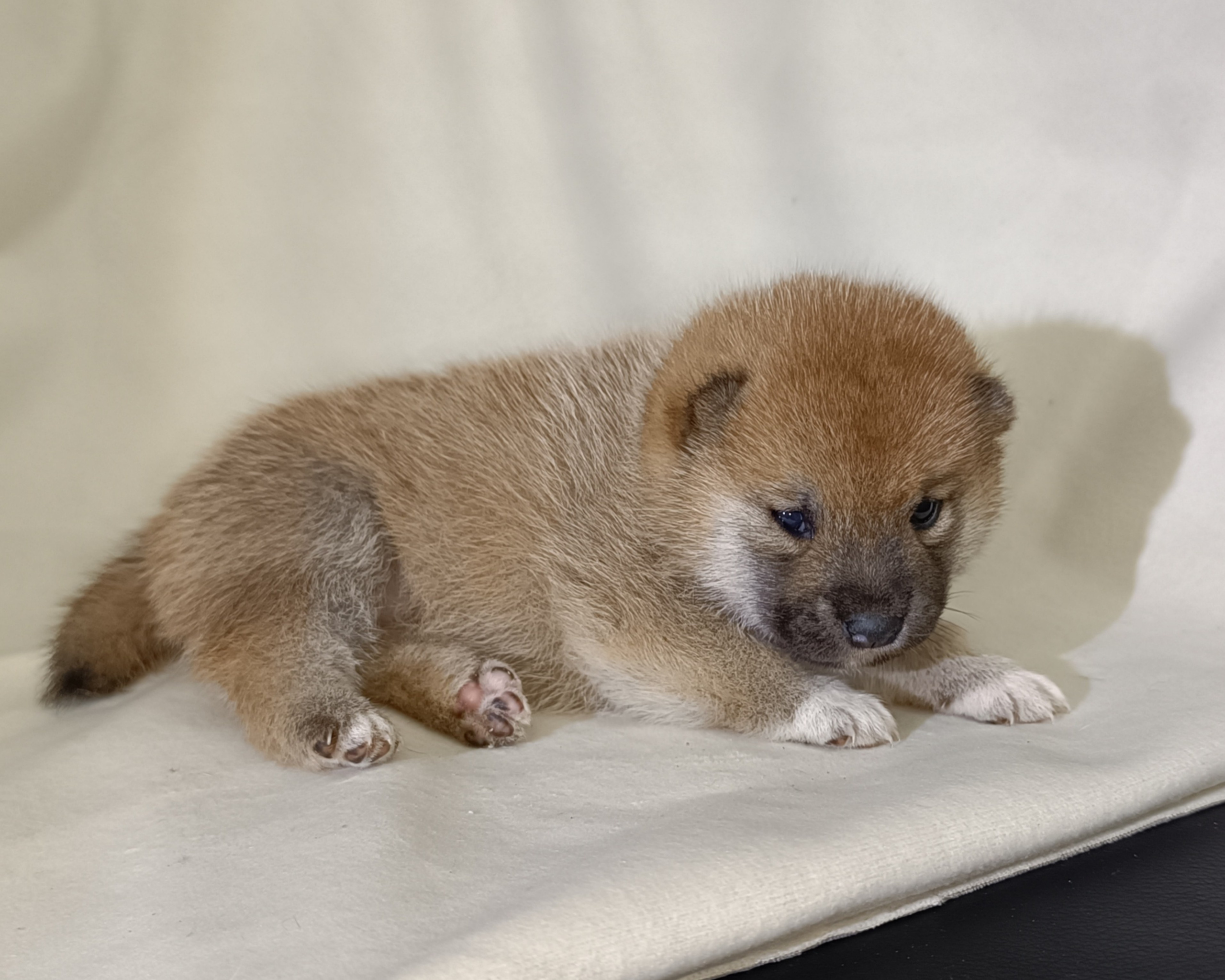 сиба питомник Рубилайт щенки на продажу rubylight  сиба щенки купить СПб Санкт-Петербург 