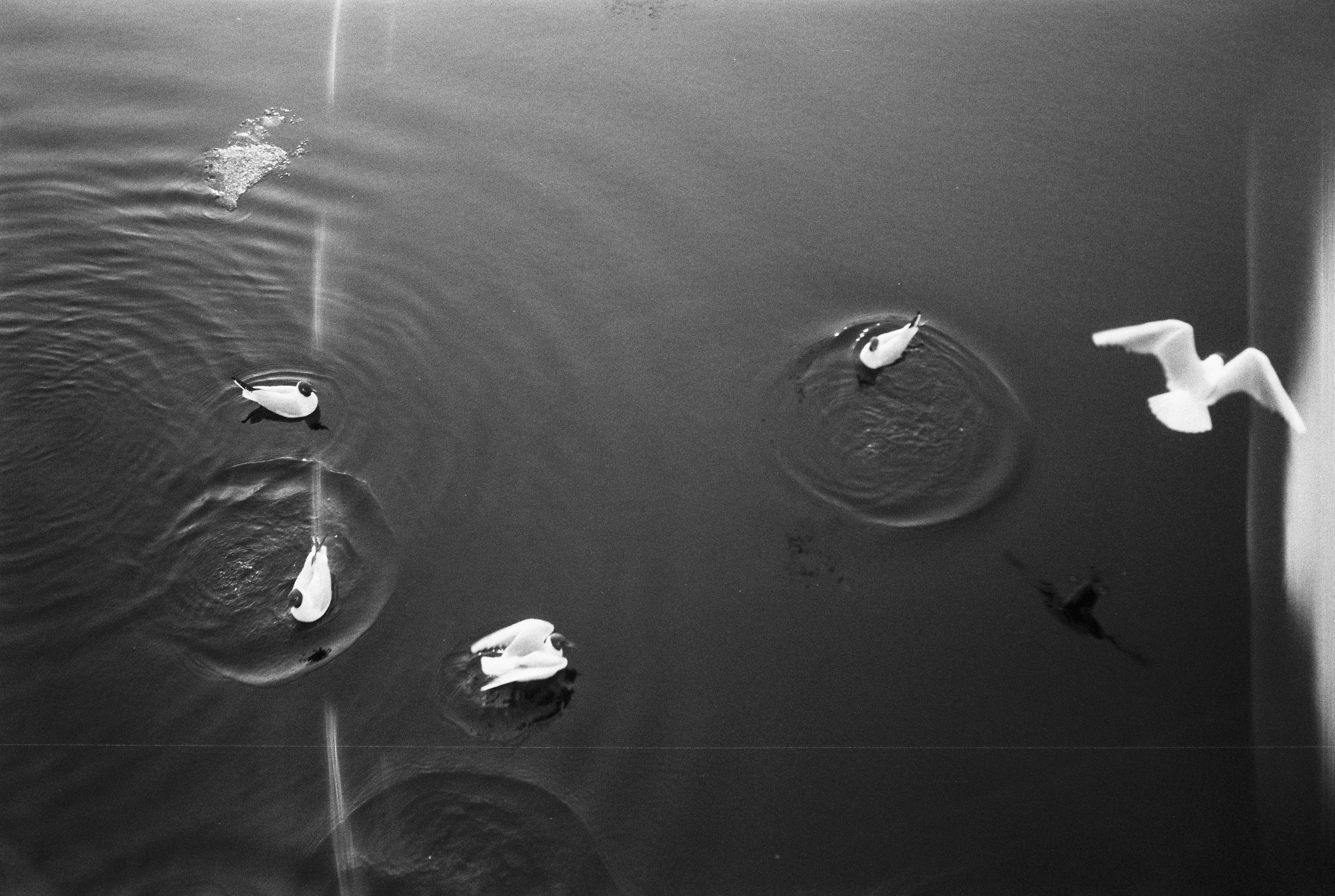 Фотографии черно-белые. Свадебный и семейный пленочный фотограф в Петербурге Истомина Ирина