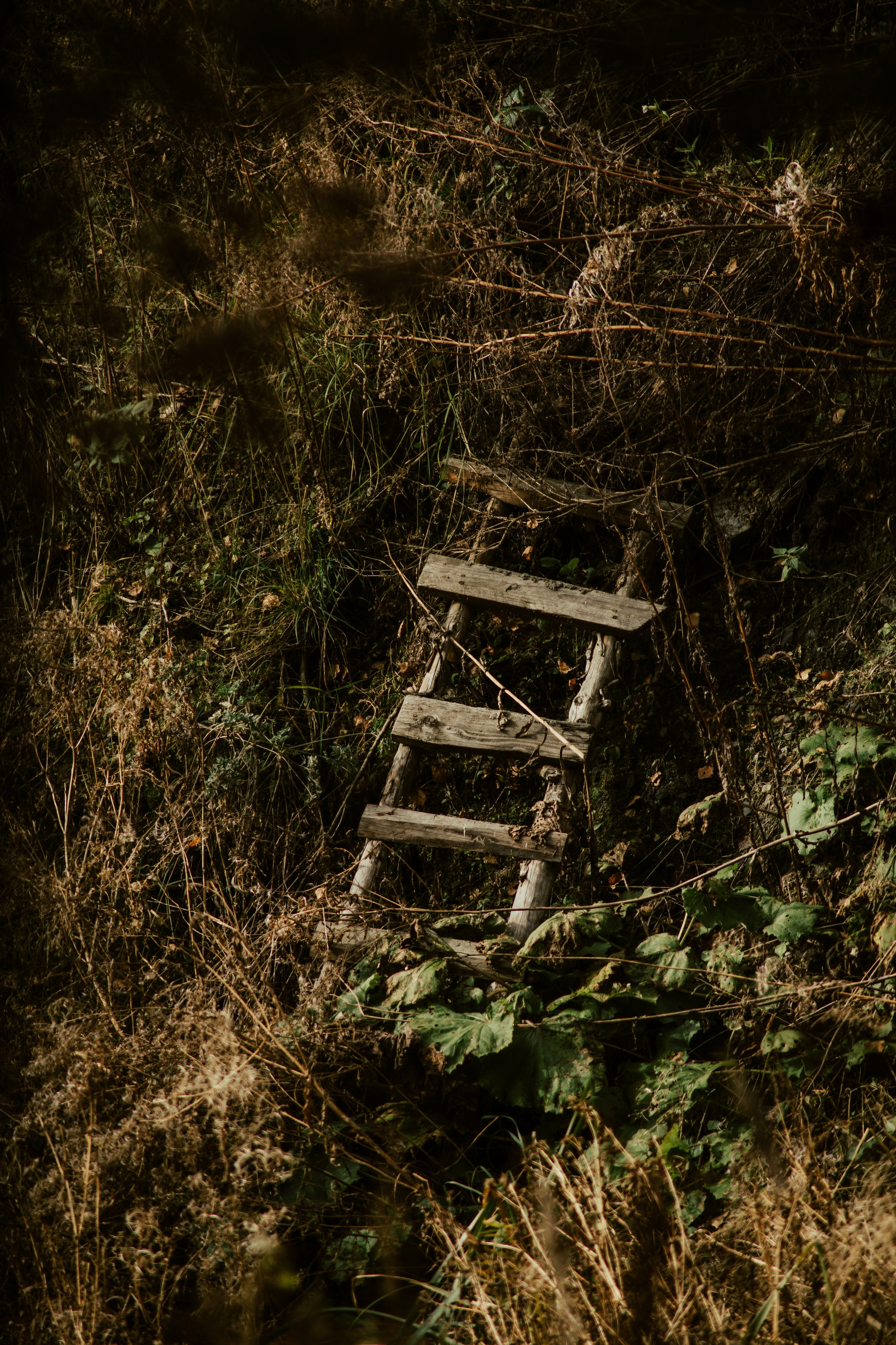 Warm Light of a Quiet Life. Whoii art