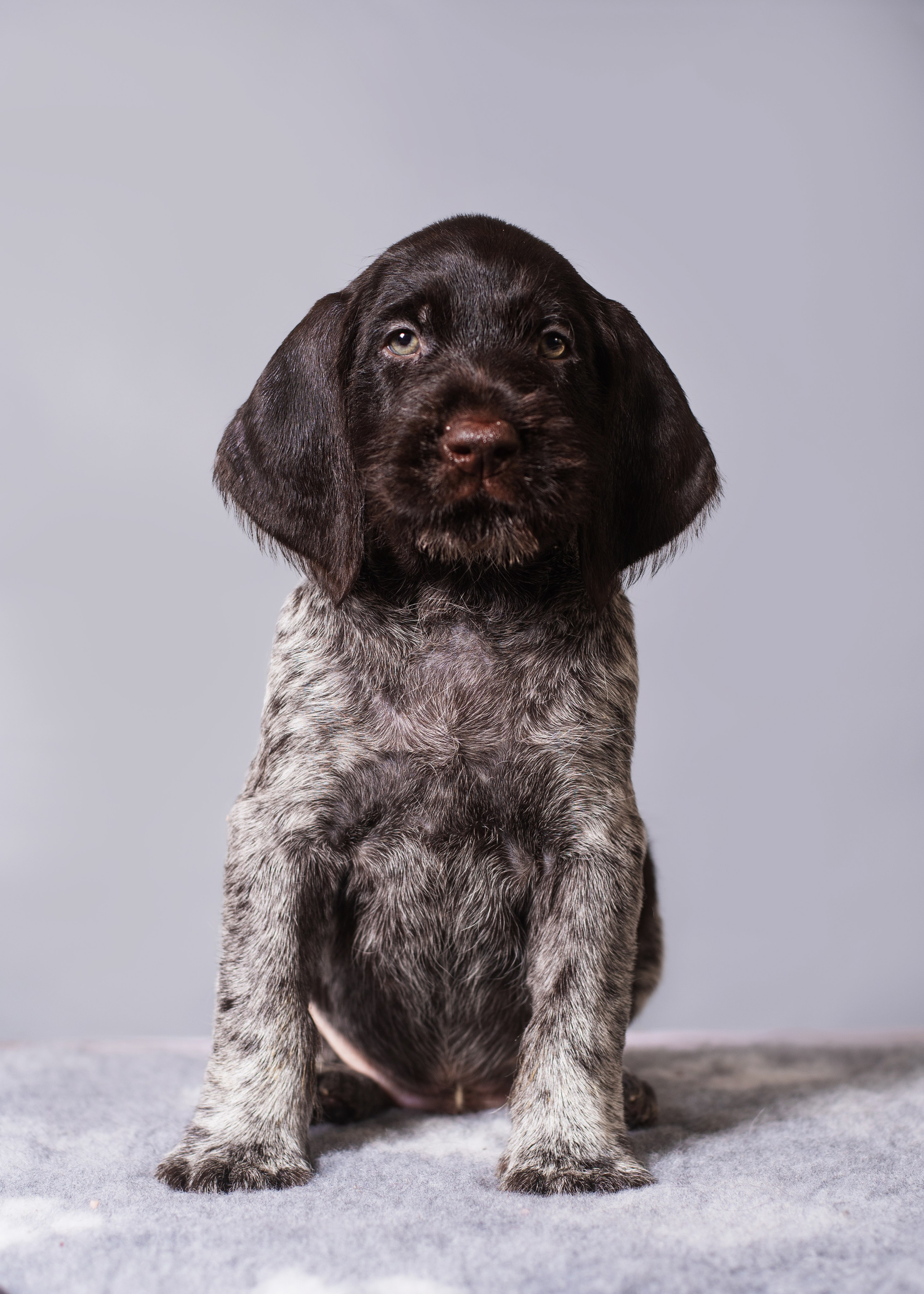 Дратхаарята. Дог-фотограф в Тюмени Александра Королева