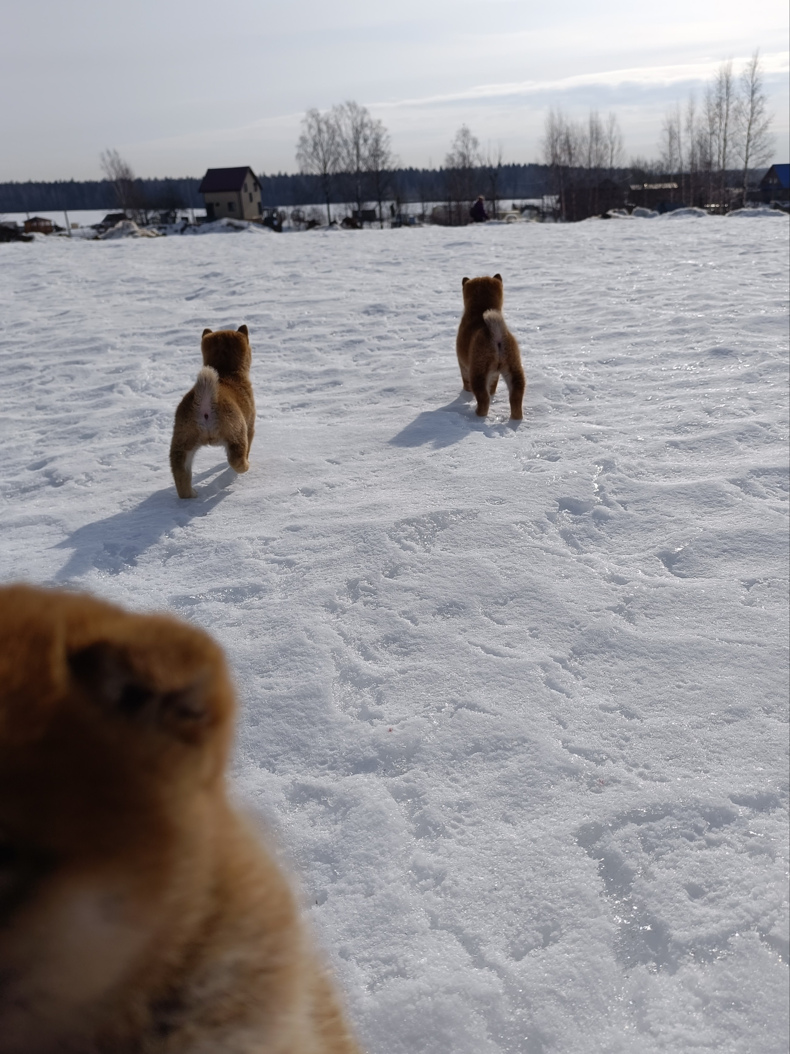 Сиба Помёт Е питомник Рубилайт