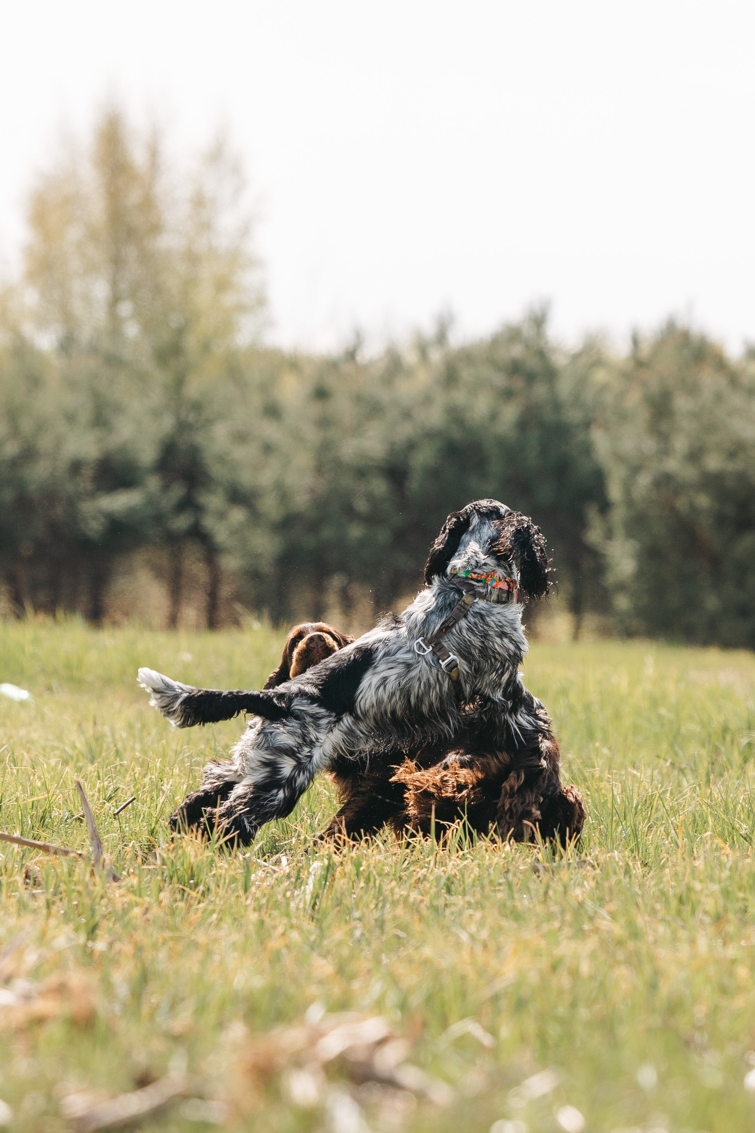 Спанимания. Фотограф анималист Осипчикова Мария
