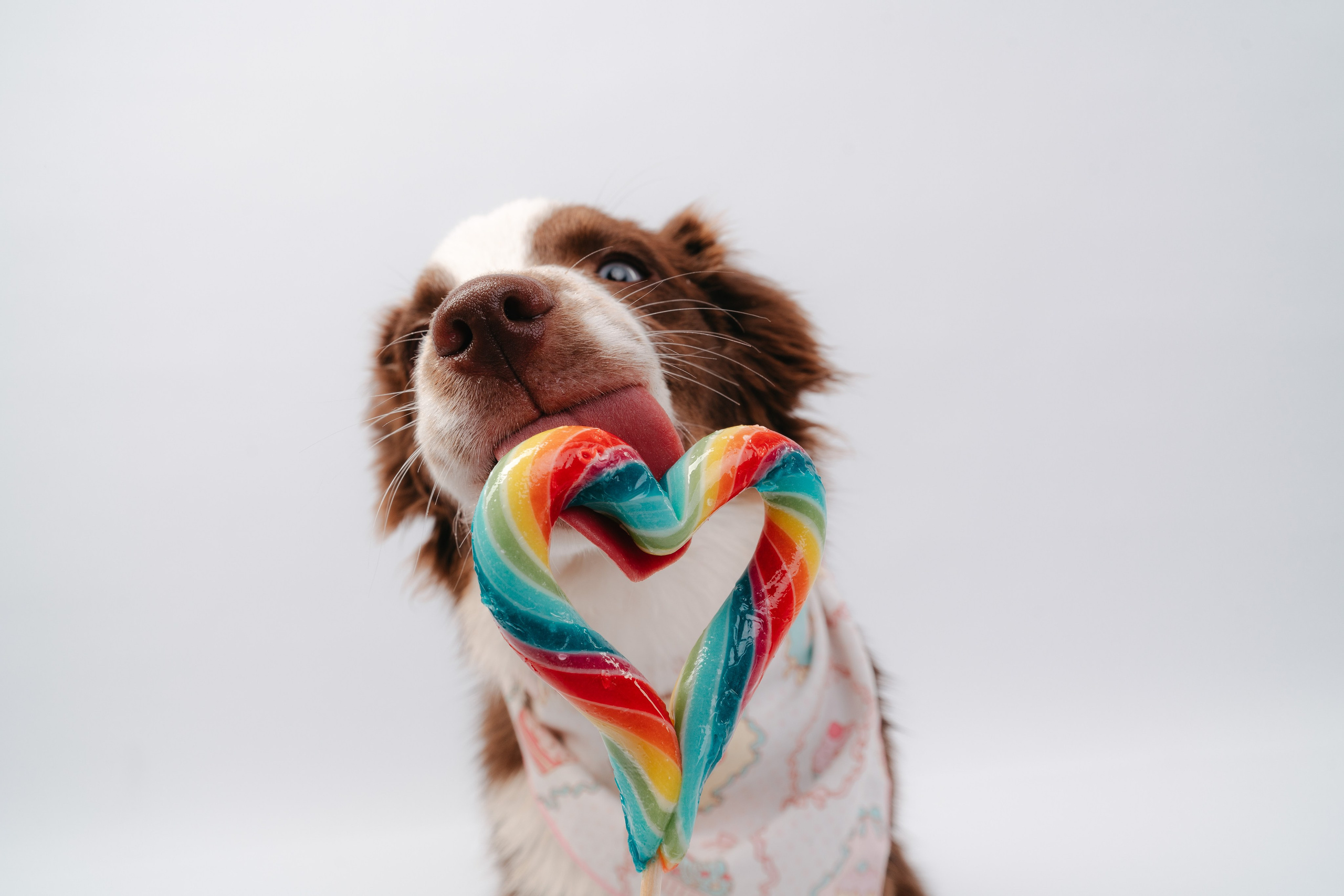 Миниаусси Дайс. Фотограф анималист Осипчикова Мария