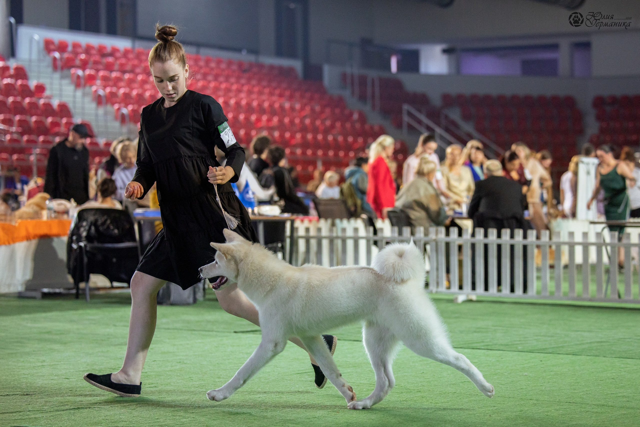 Грузия,Телави 2хCACIB 19-20.10.2024. Фотограф-анималист Юлия Германика