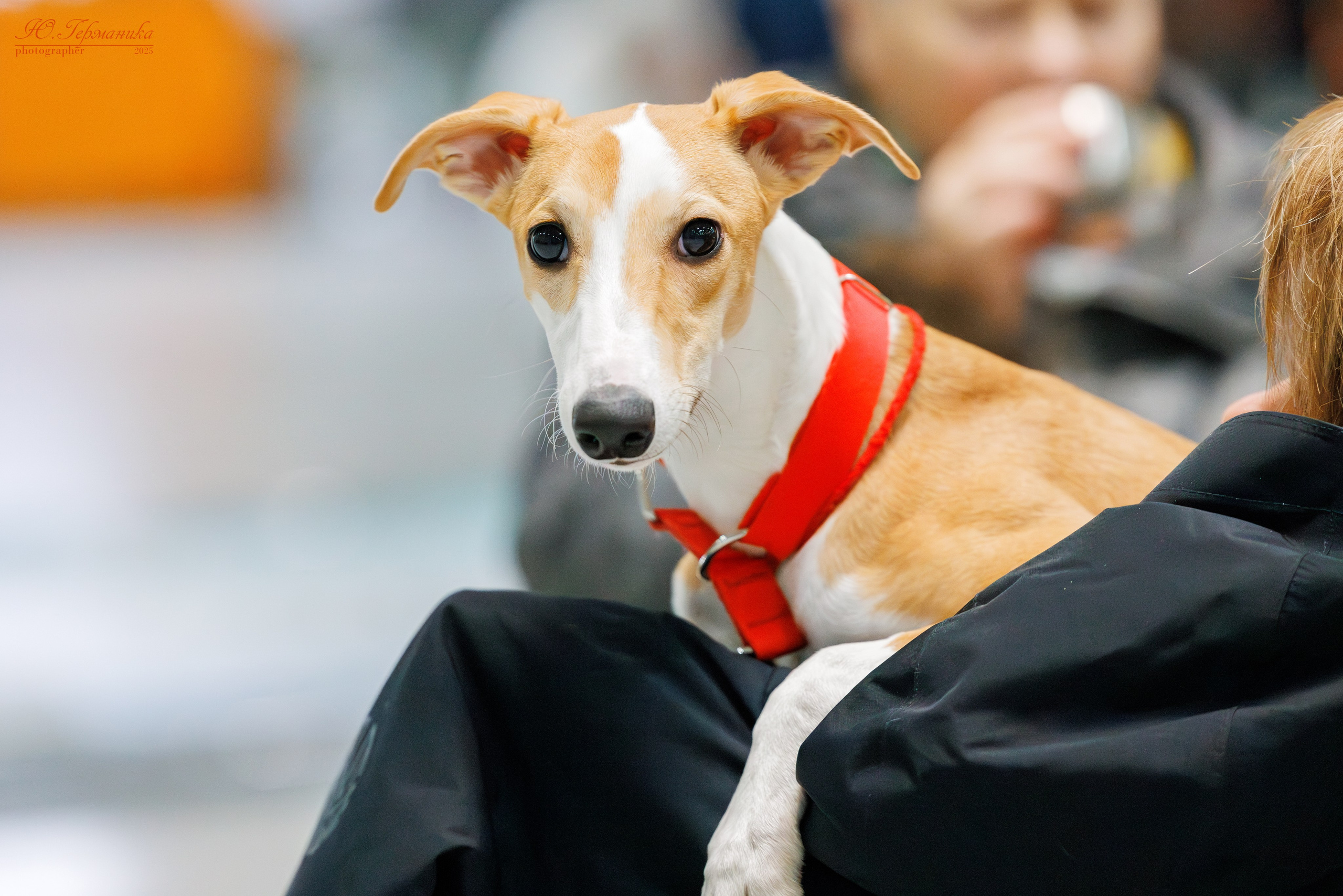 Питер ротвейлеры 18.01,Крокус 19.01.2025. Фотограф-анималист Юлия Германика