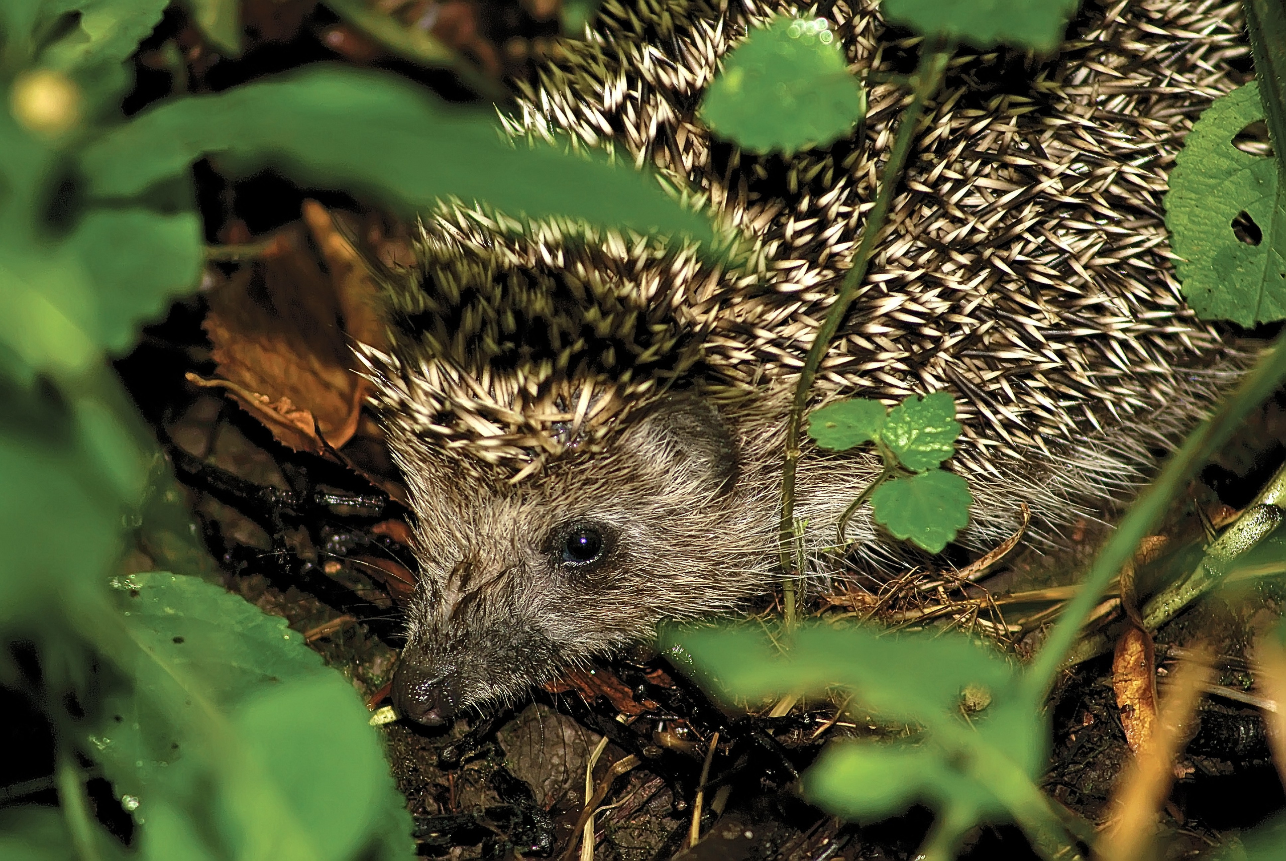 Наша мать — природа. Фотограф Владимир Артамонов