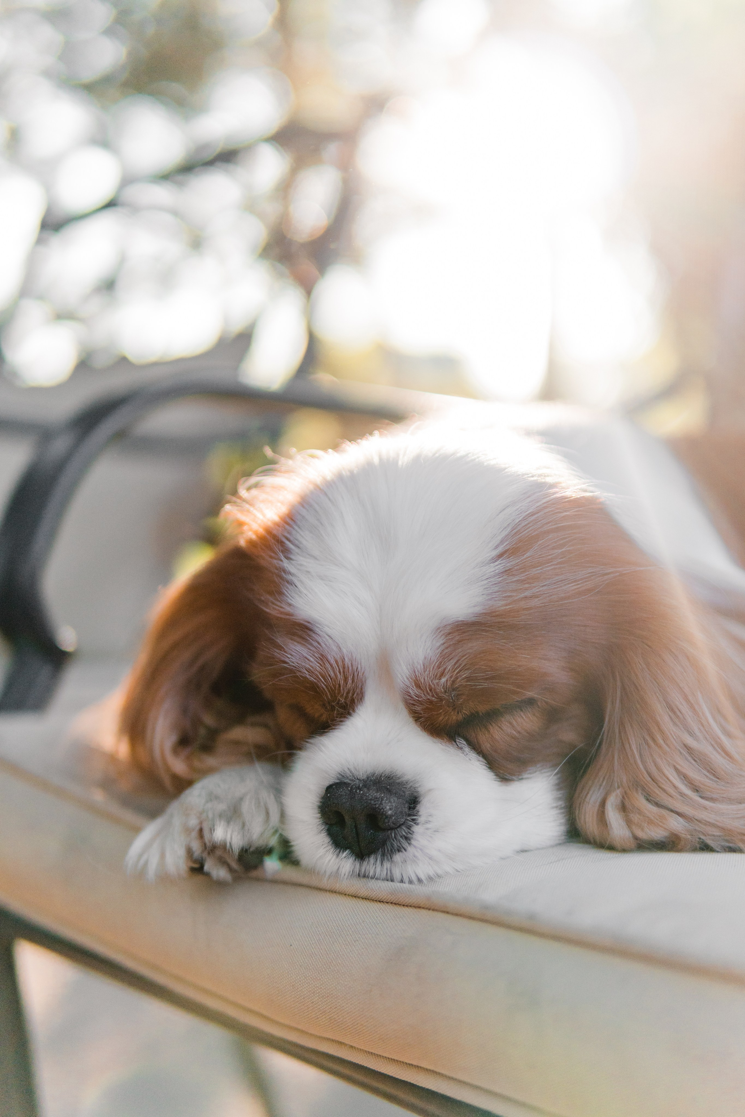 Belle Destino (питомник): майское солнышко. Портретный и репортажный фотограф в Воронеже: Анастасия Пузикова