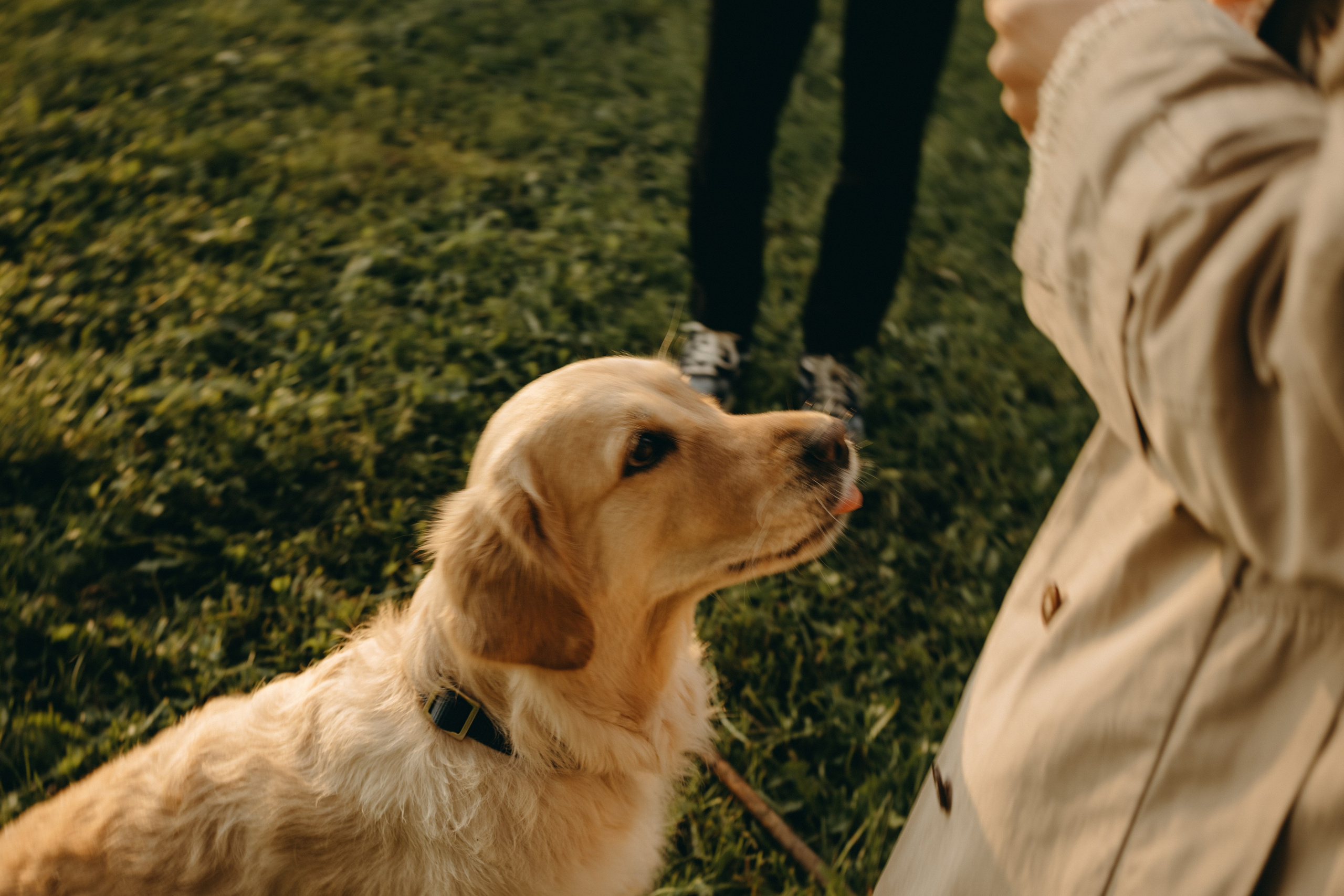 Пенни и ребята. Фотограф — Анималист | Санкт-Петербург