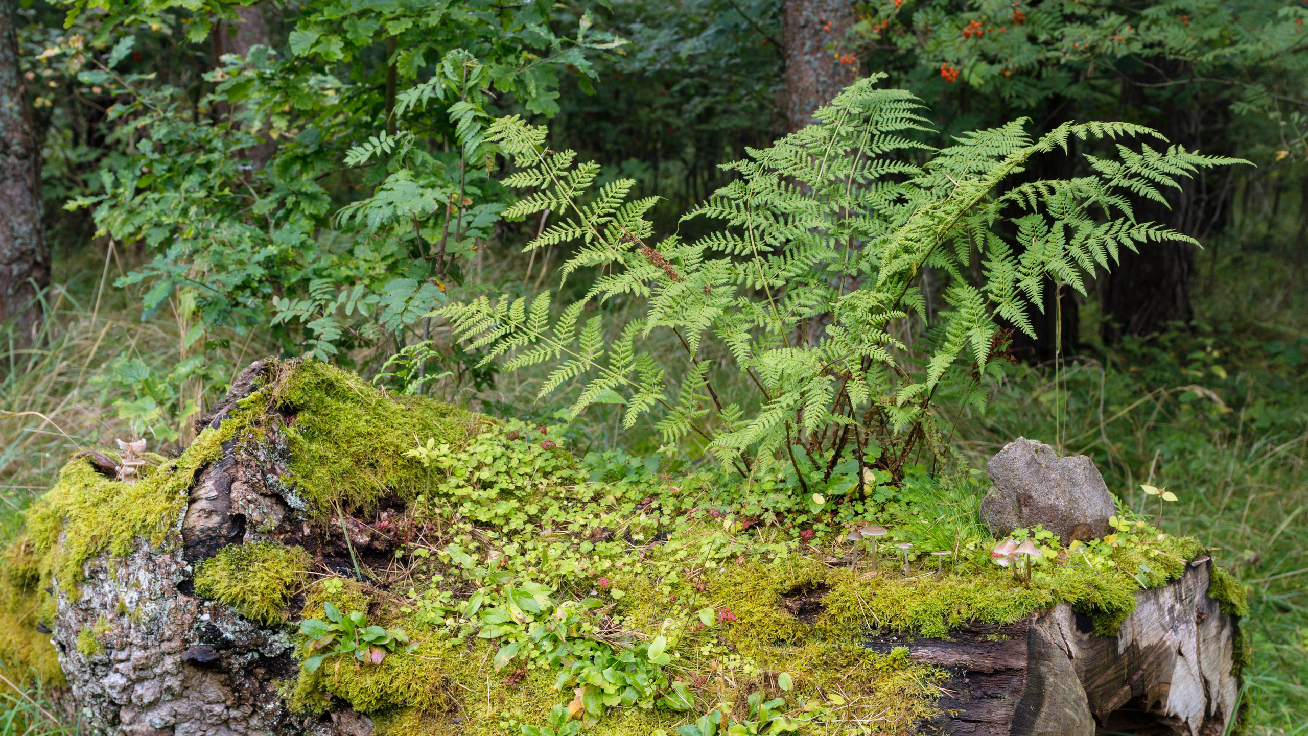 Куршская коса. Фотограф-путешественник Самойлов Максим «Sly Fox»