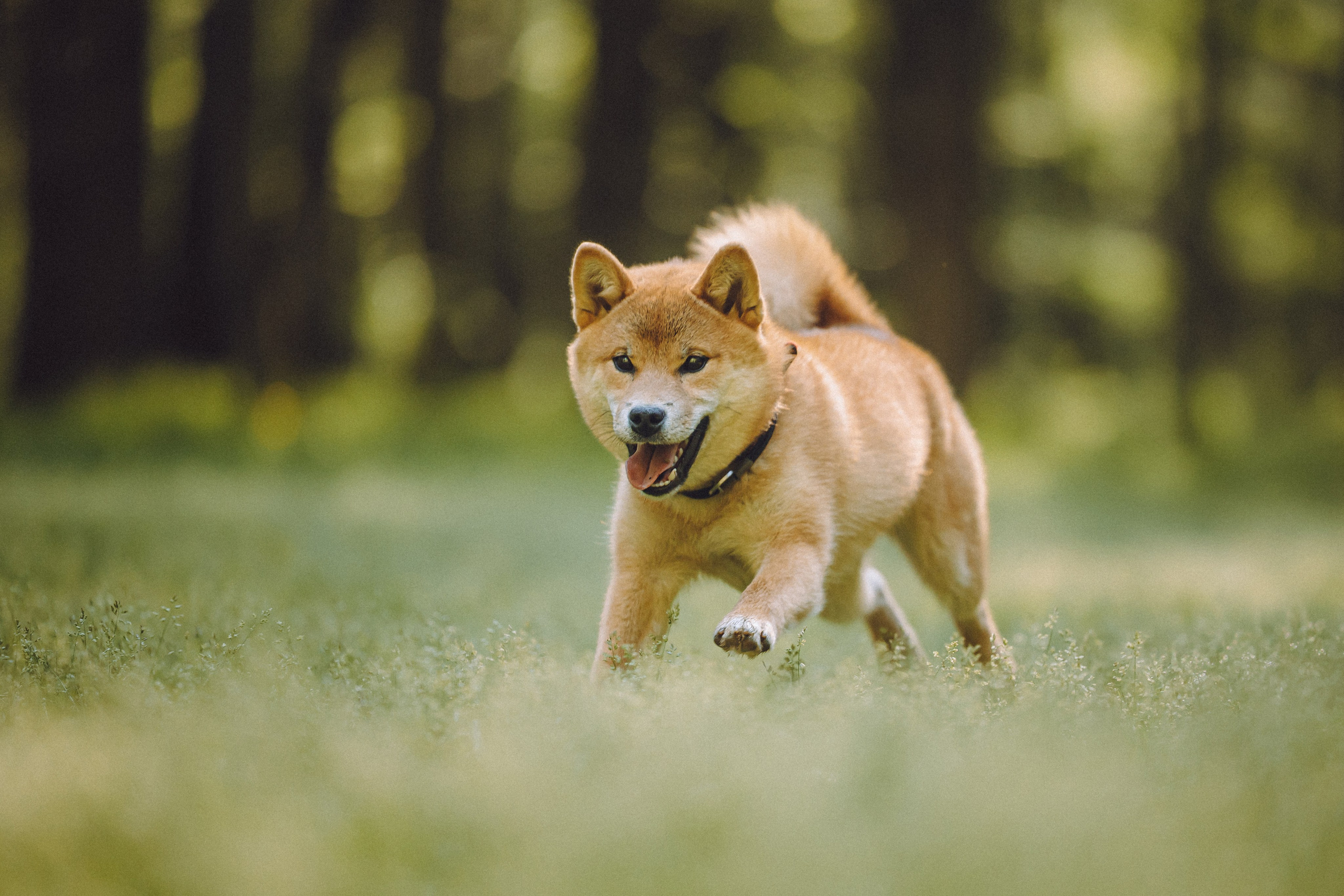 Шед, Цири, Чиби, Цера и их семья