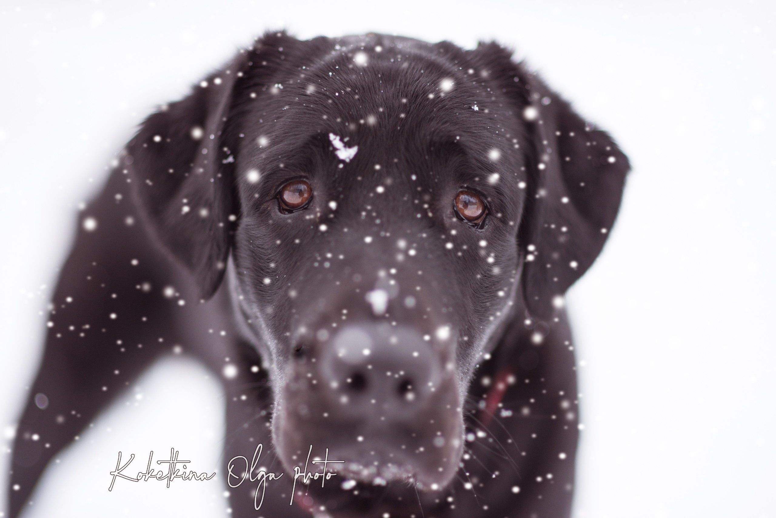 Зимнее настроение. Фотограф Москва — Серпухов — Таруса Ольга Кокеткина