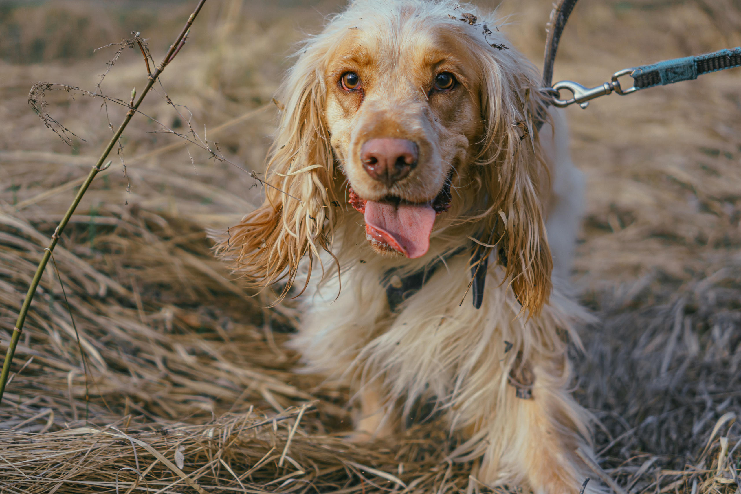 Лютик. Фотограф в Кстово и Нижнем Новгороде KOLOSOK