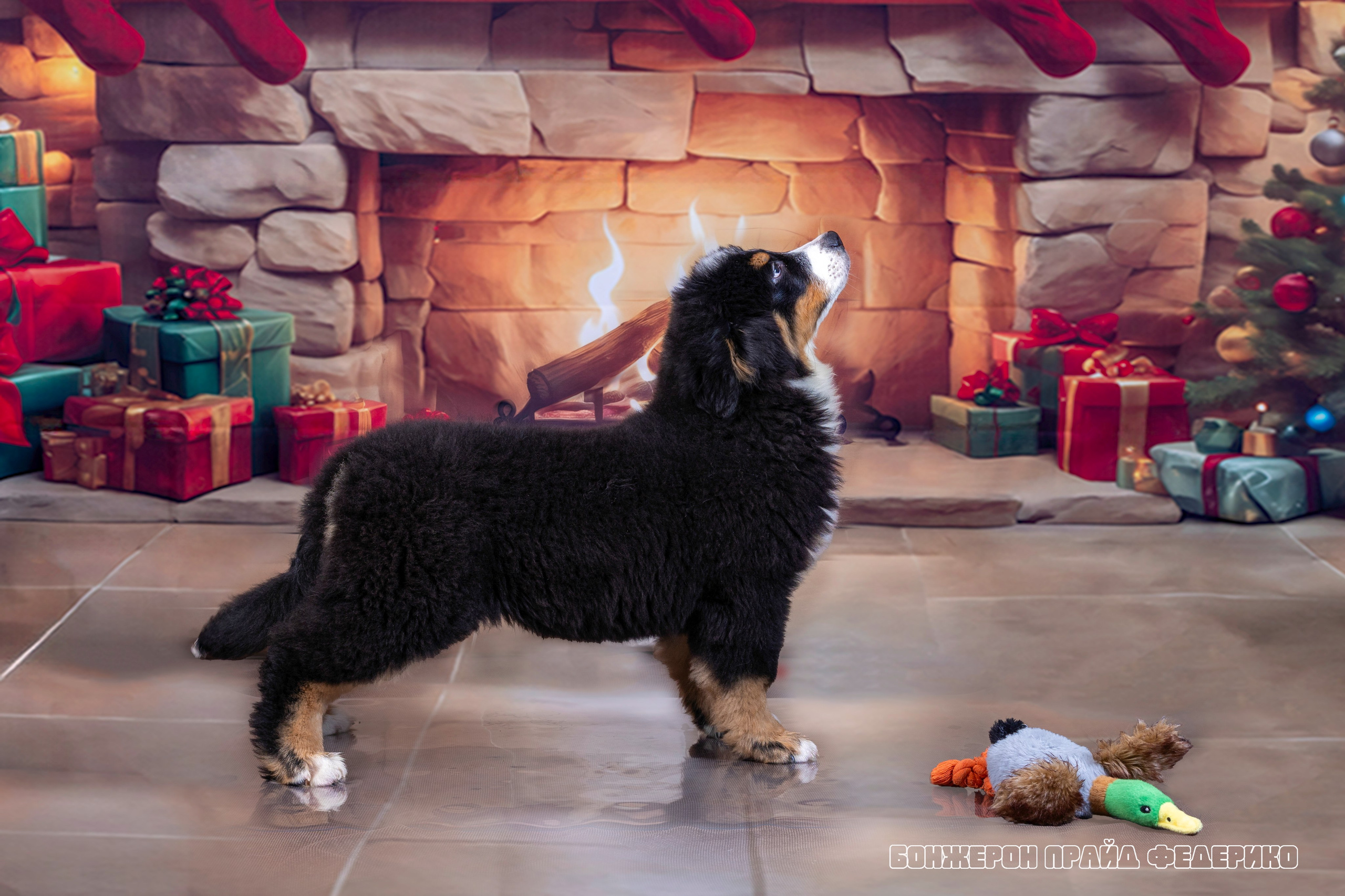 Бонжерон прайд. Фотограф 📸 семейный, предметный, репортажный