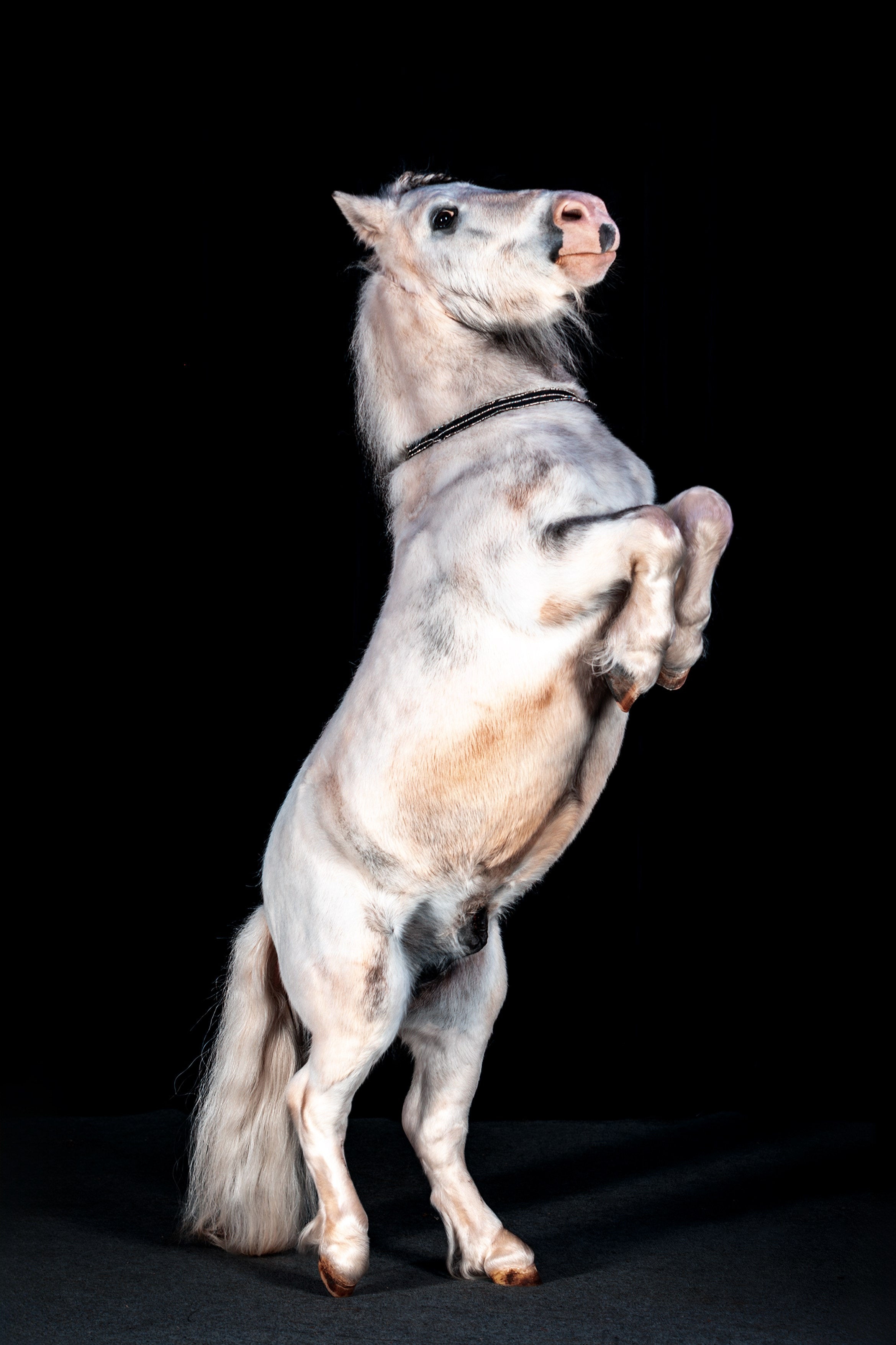 SHUSTOVI/ANIMALS. Sveta GOSHTAUTAS фотограф Пермь
