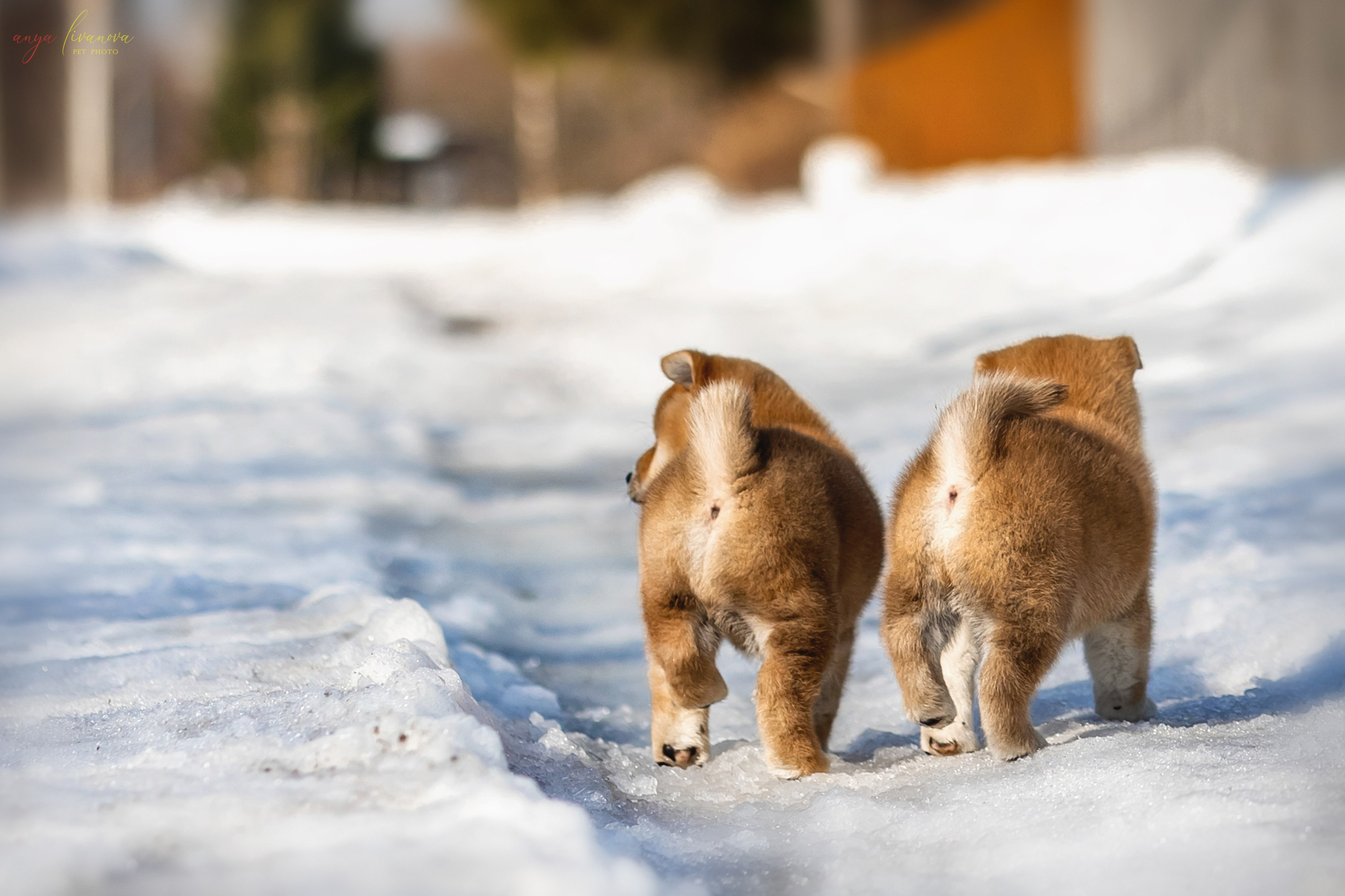 Сибы. Фотограф анималист Аня Ливанова | Рыбинск