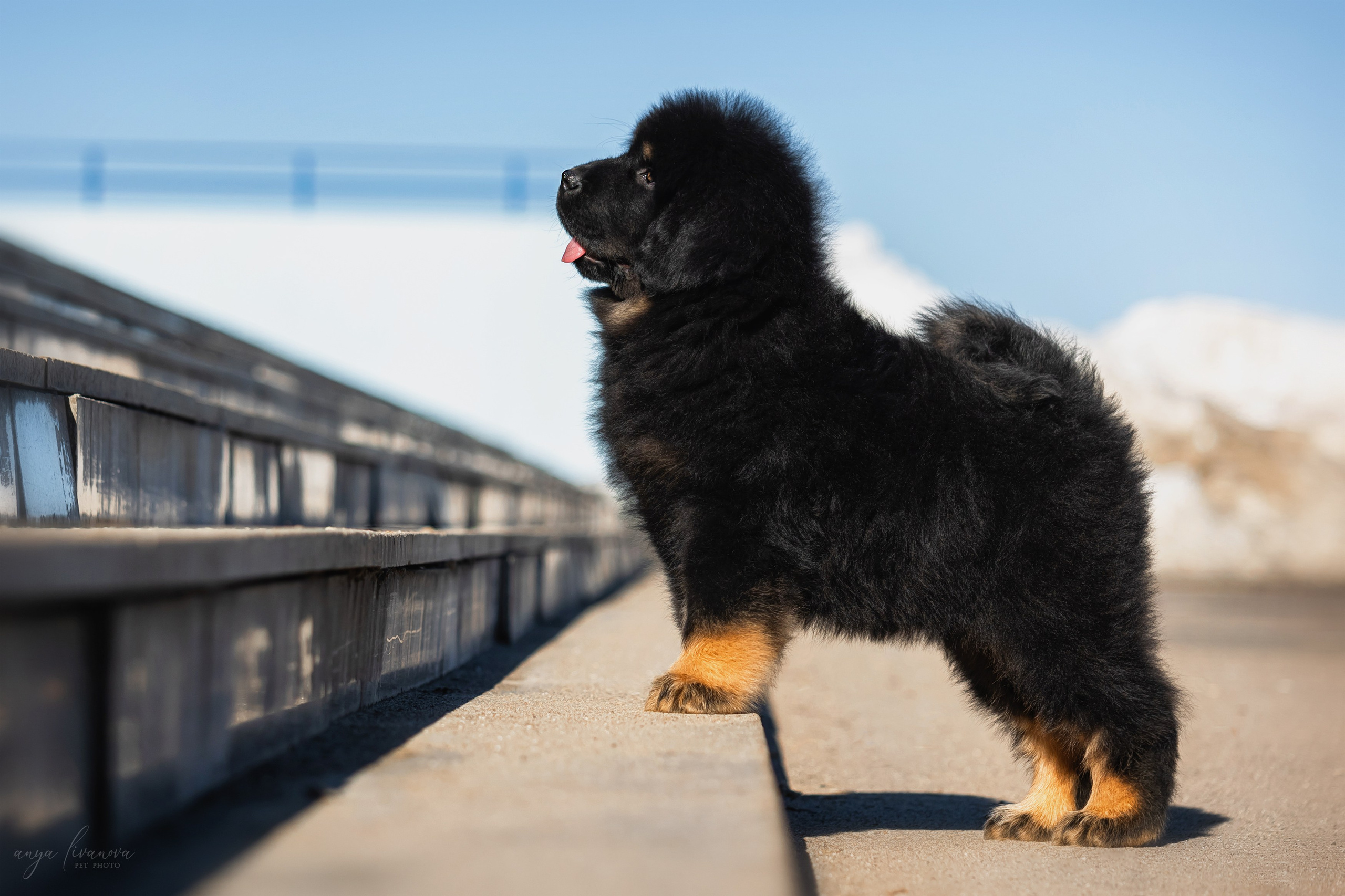 Тибеты. Фотограф анималист Аня Ливанова | Рыбинск