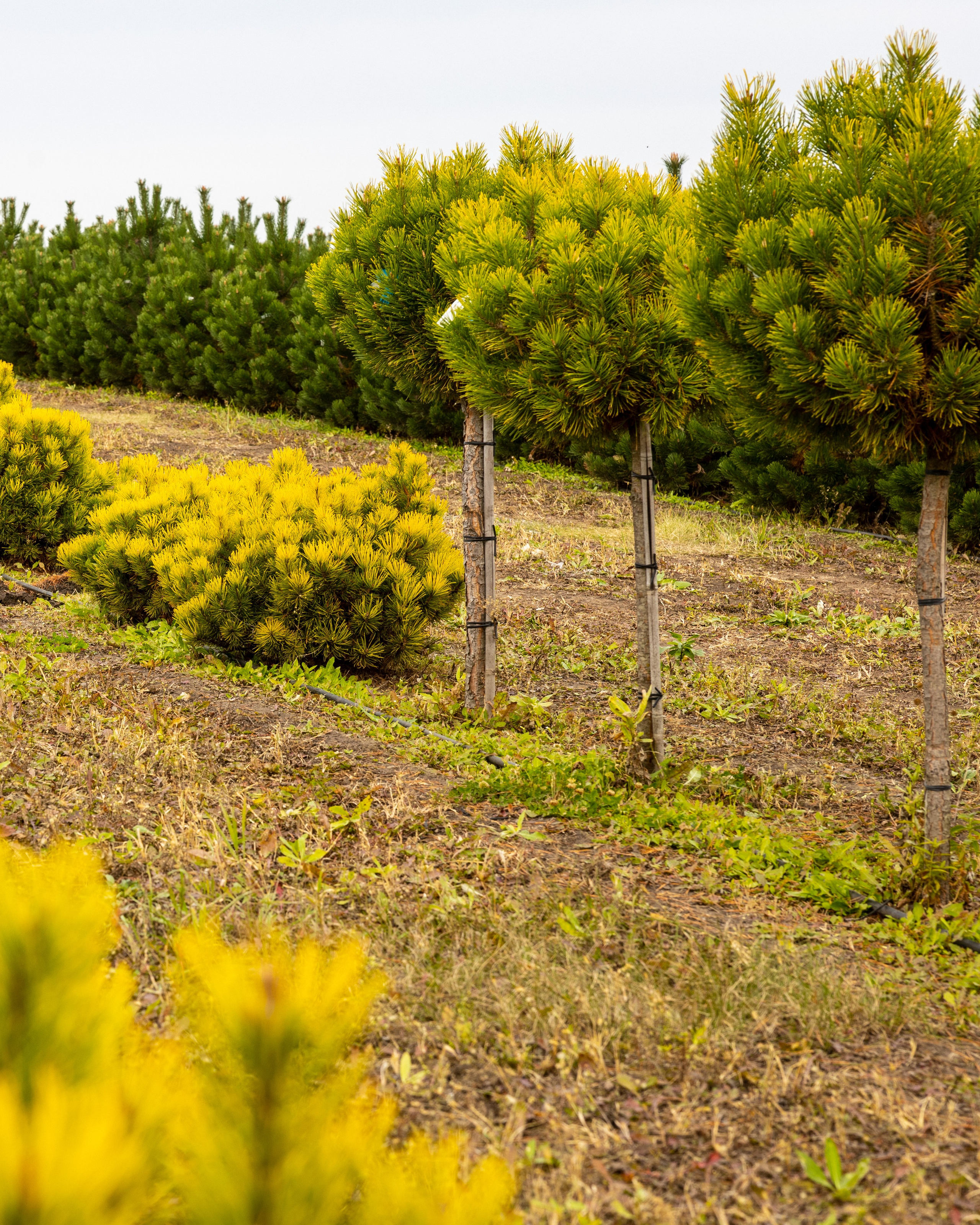 Предметная, интерьерная съемка. Фотограф в Ельце Сапрыкина Екатерина