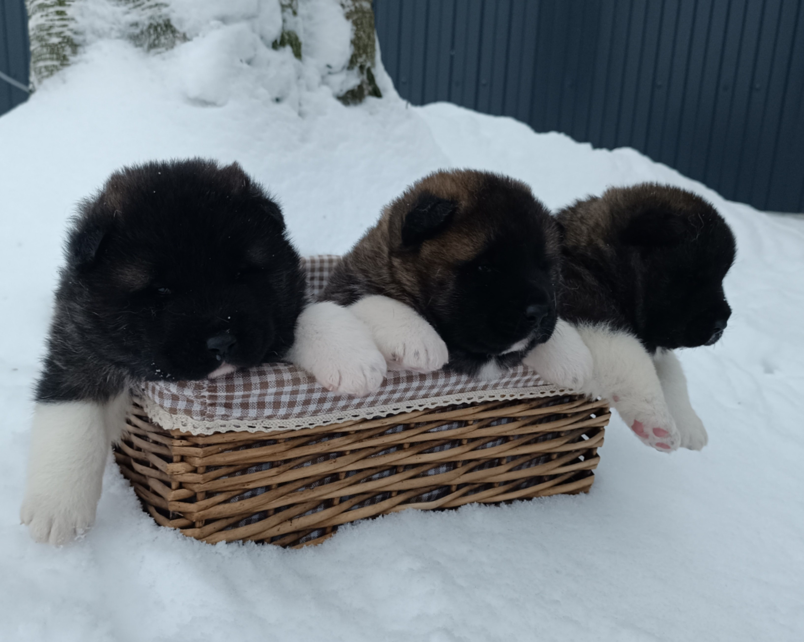 Американская акита  щенки питомник Санкт-Петербург клубные щенки Американская акита питомник RUBYLIGHT Рубилайт купить щенка американской акиты