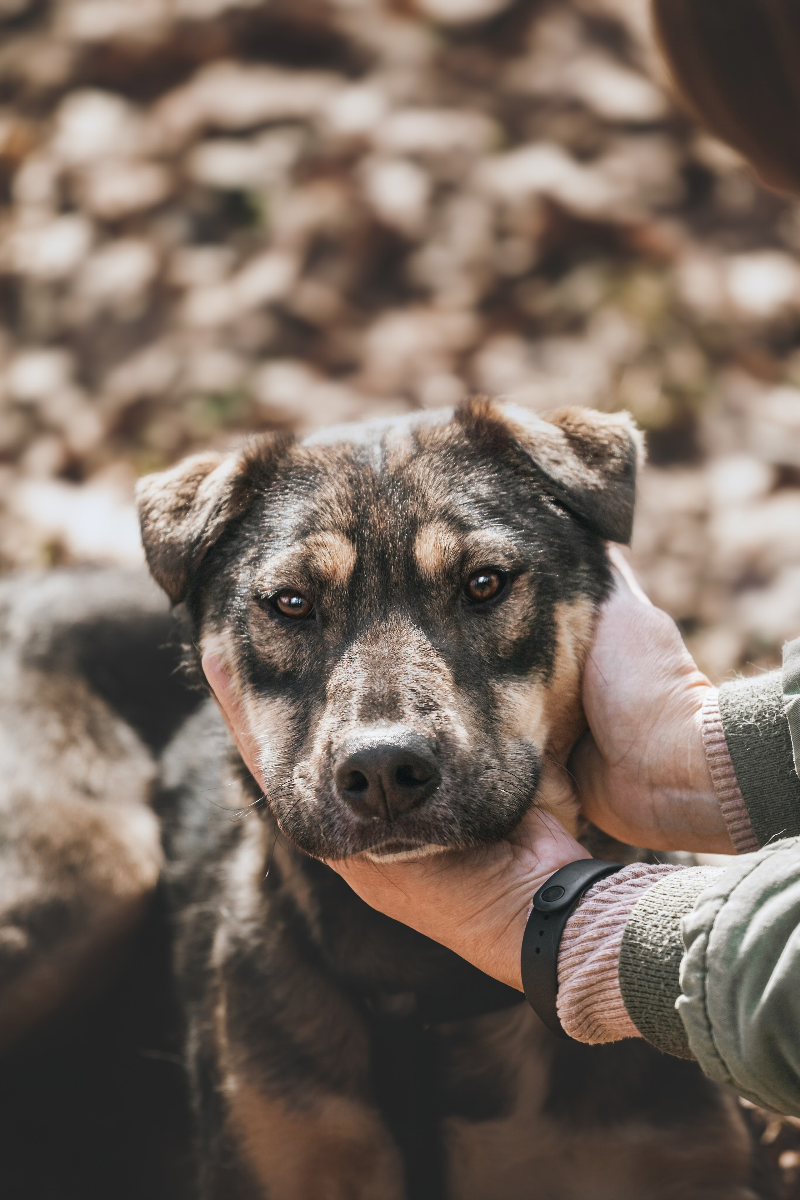 Собаки из приюта Дубовая роща весна 2025. Фотограф-анималист Татьяна Степанова