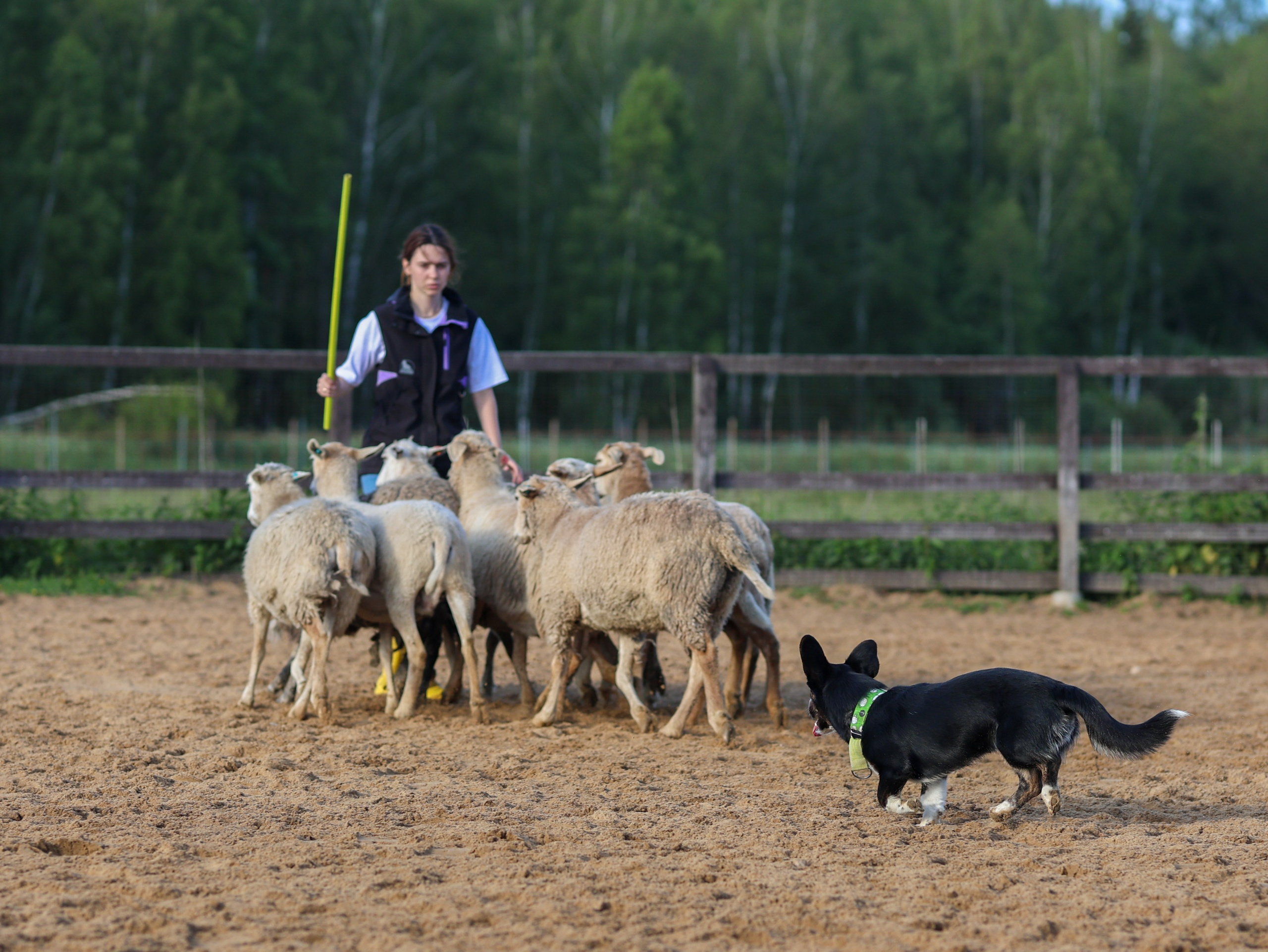 Пастьба. Фотограф-анималист в Москве Кириллова Татьяна
