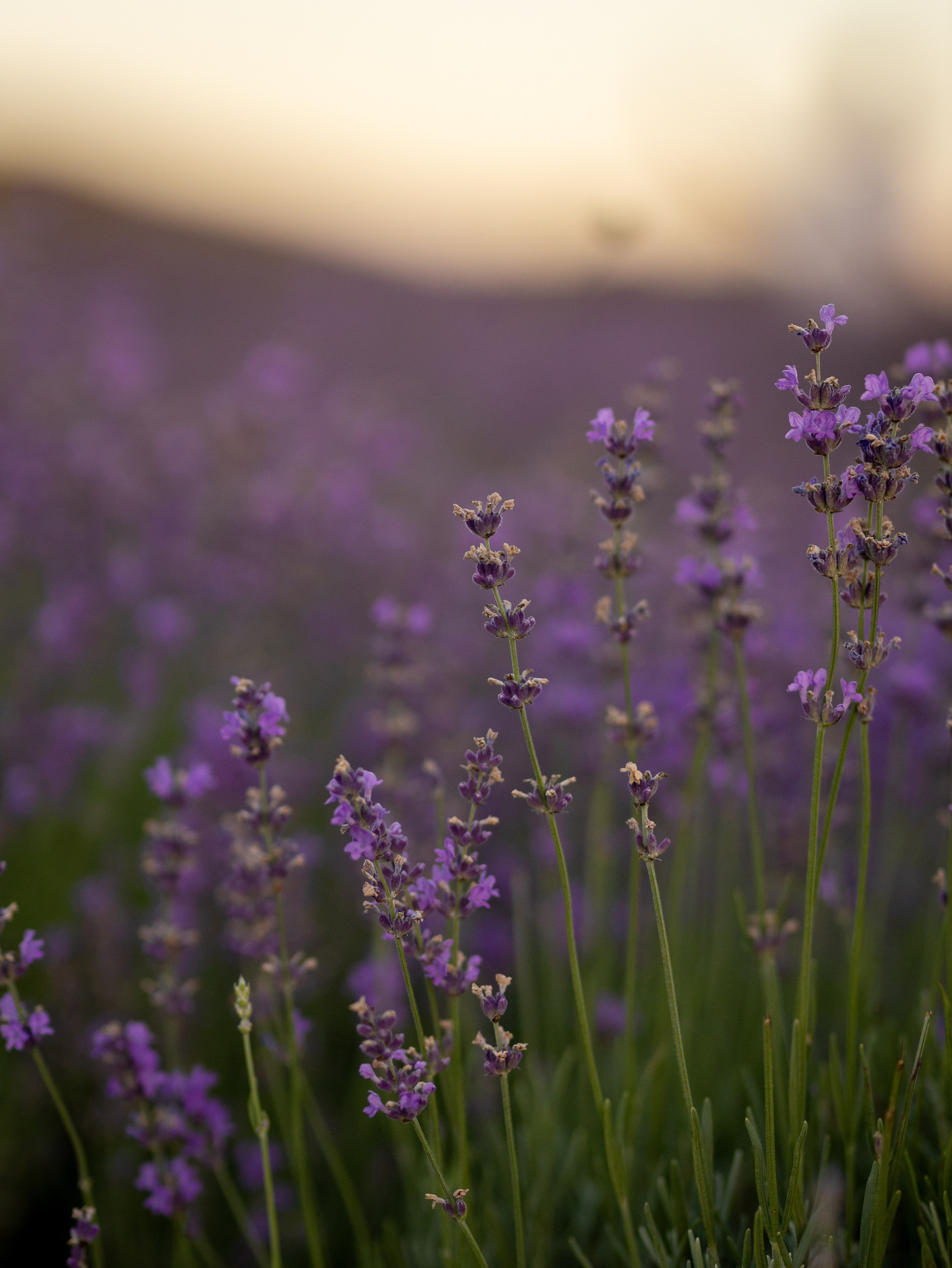 Юля. Фотограф-анималист в Москве Кириллова Татьяна