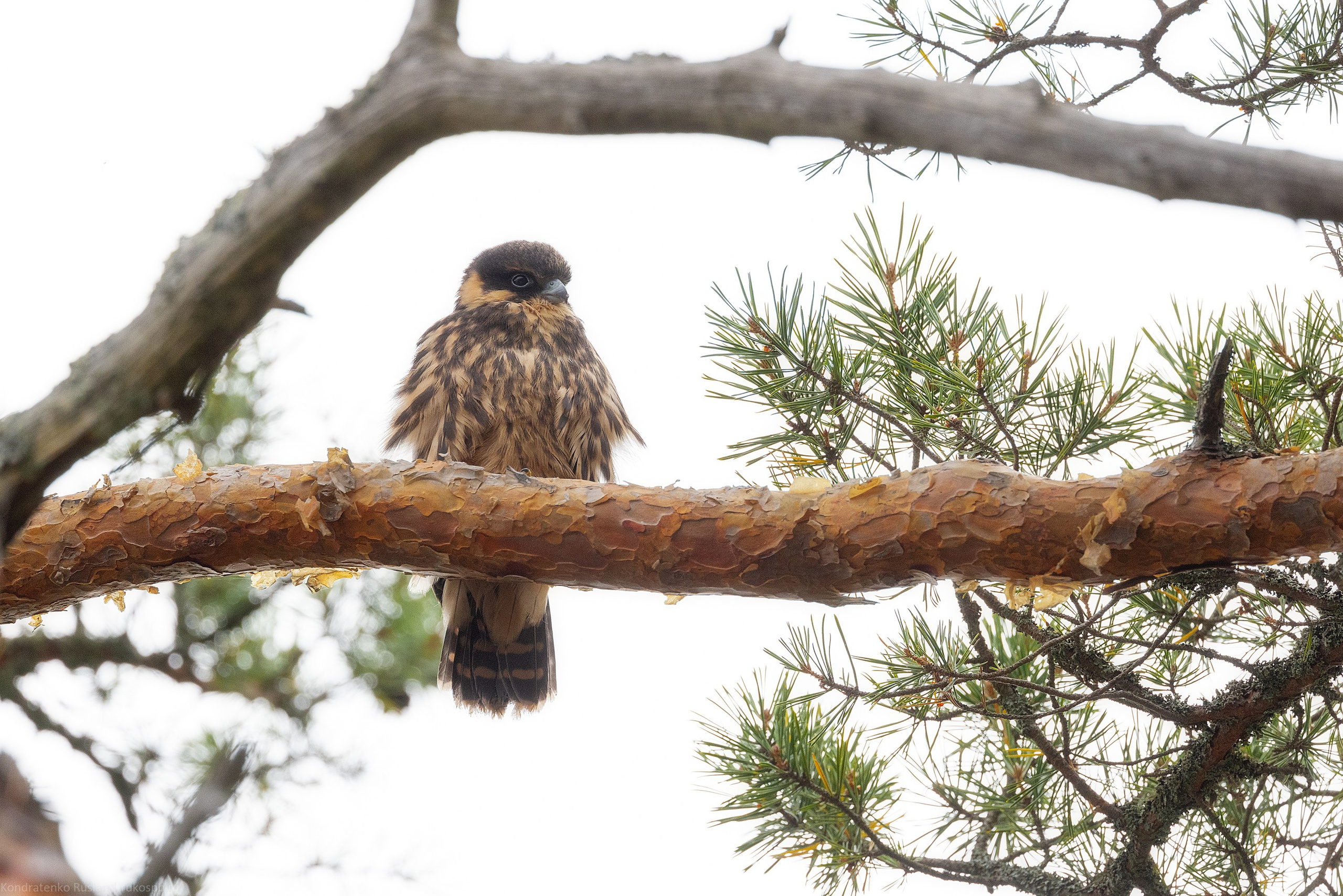 Чеглок. Архитектурный и пейзажный фотограф Кондратенко Руслан, Санкт-Петербург