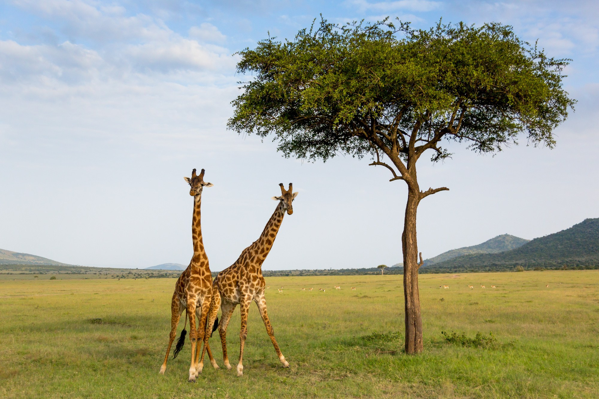 Африка. Кения. Фотосъёмка животных в африканской саванне. Фотограф Алексей Скоробогатько