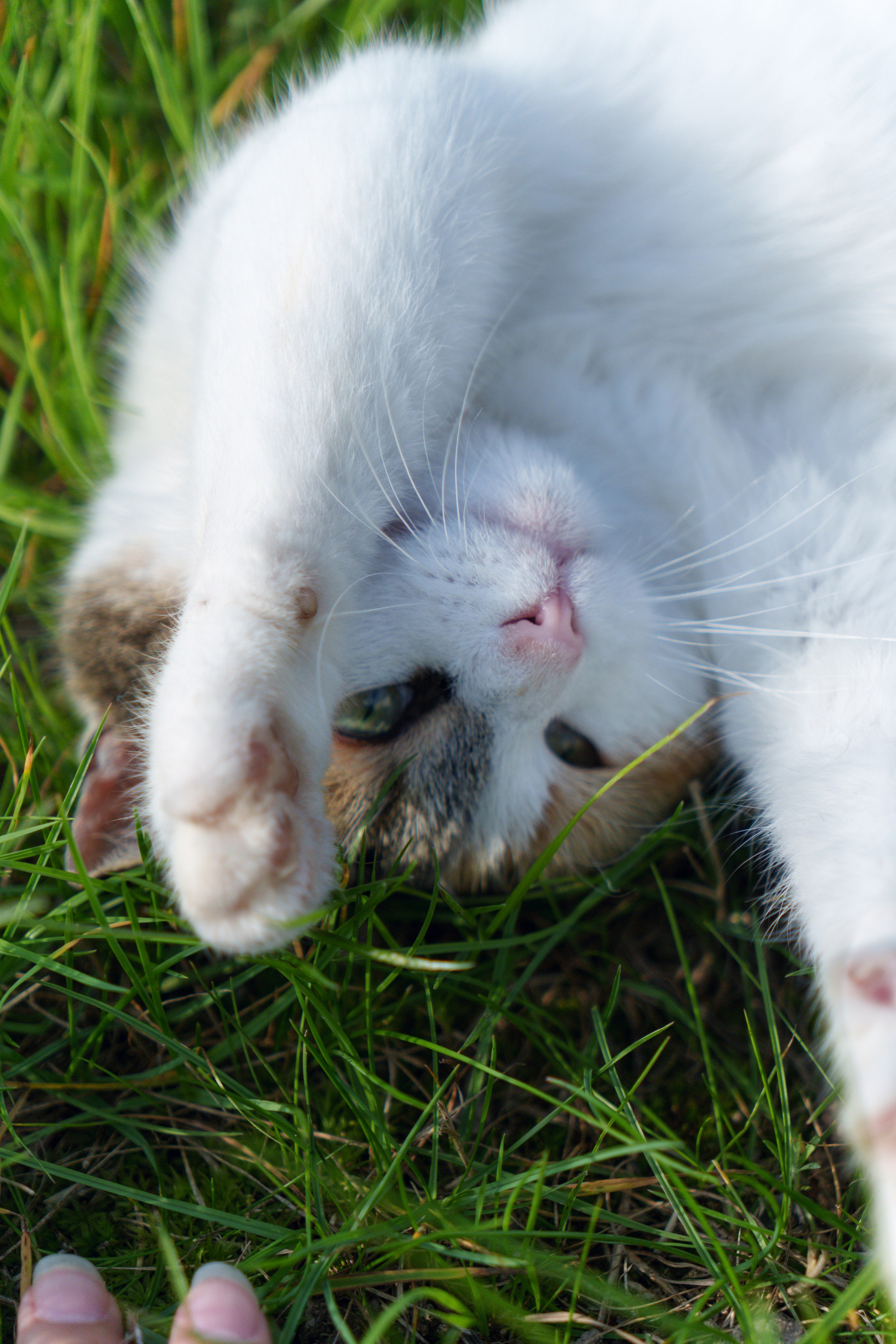 Животные. Фотограф в Санкт-Петербурге Ибрагимова Алина