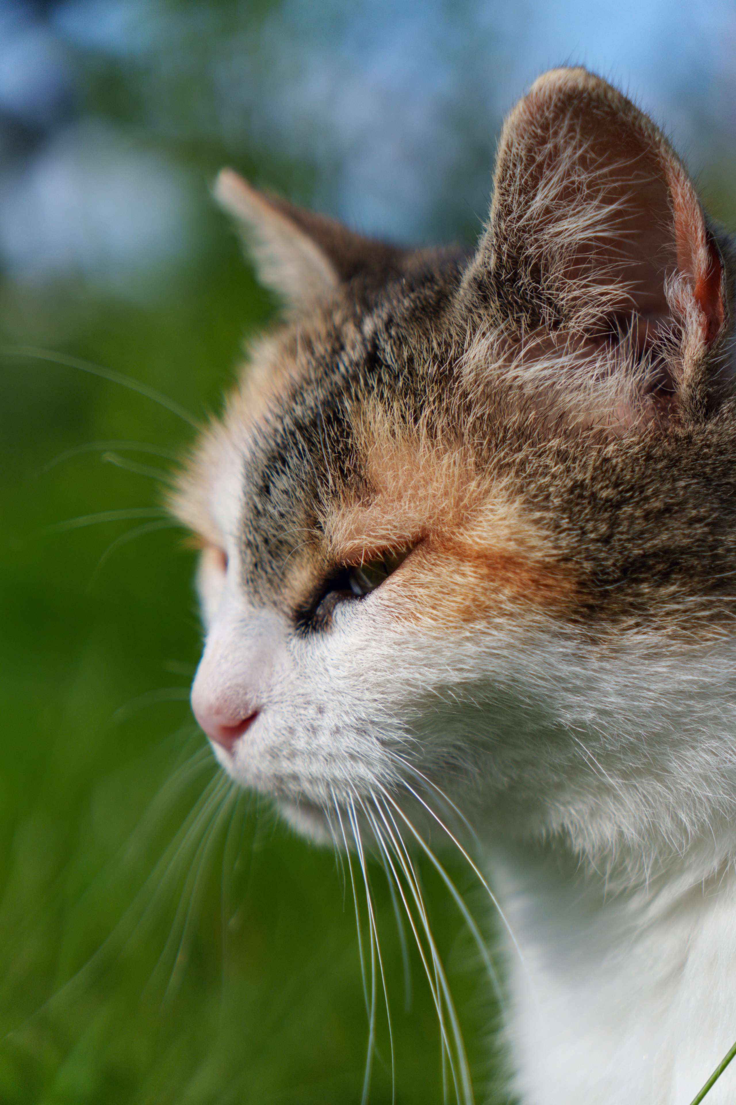 Животные. Фотограф в Санкт-Петербурге Ибрагимова Алина