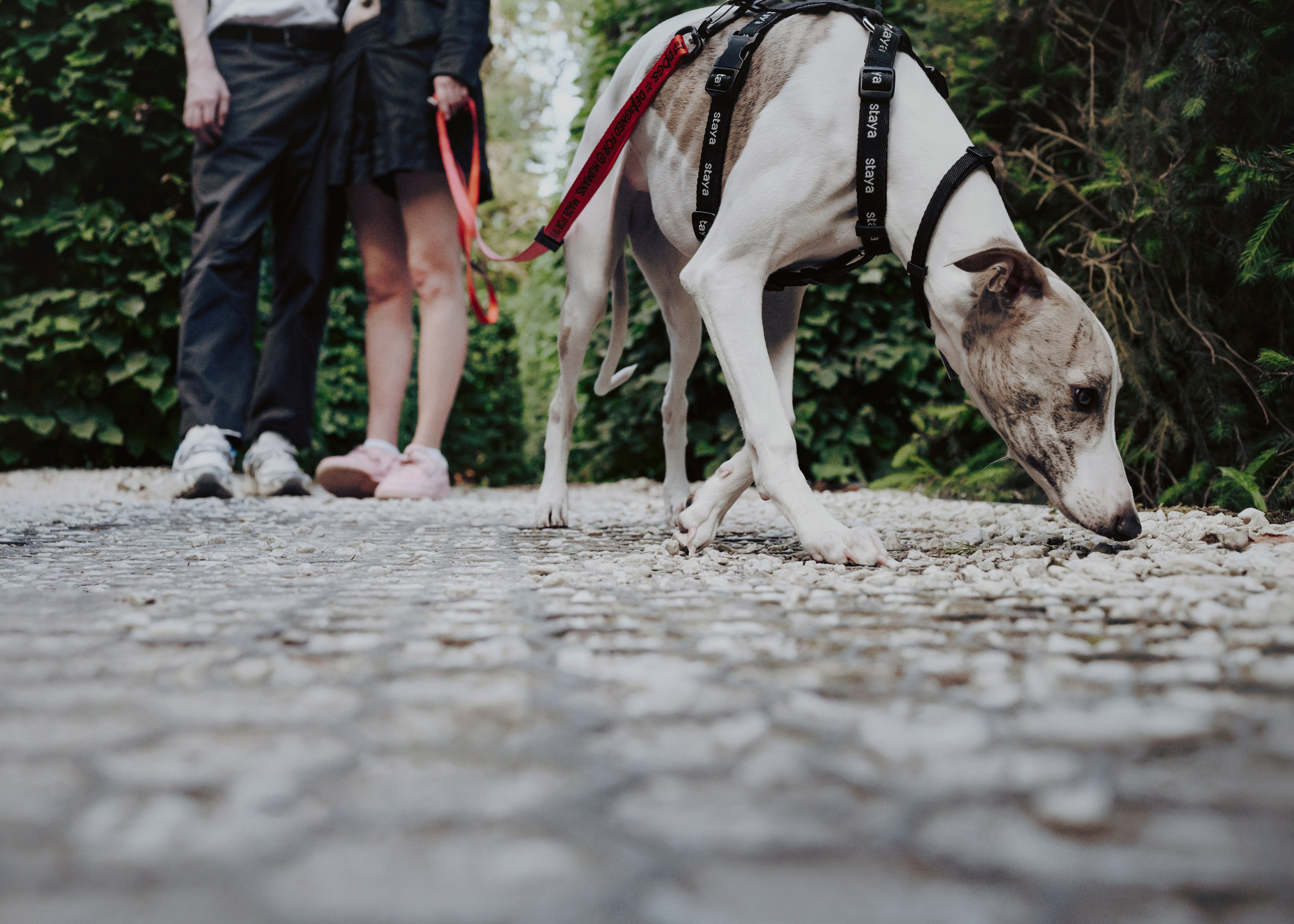Ветка. Фотограф- анималист Александра Матвеева