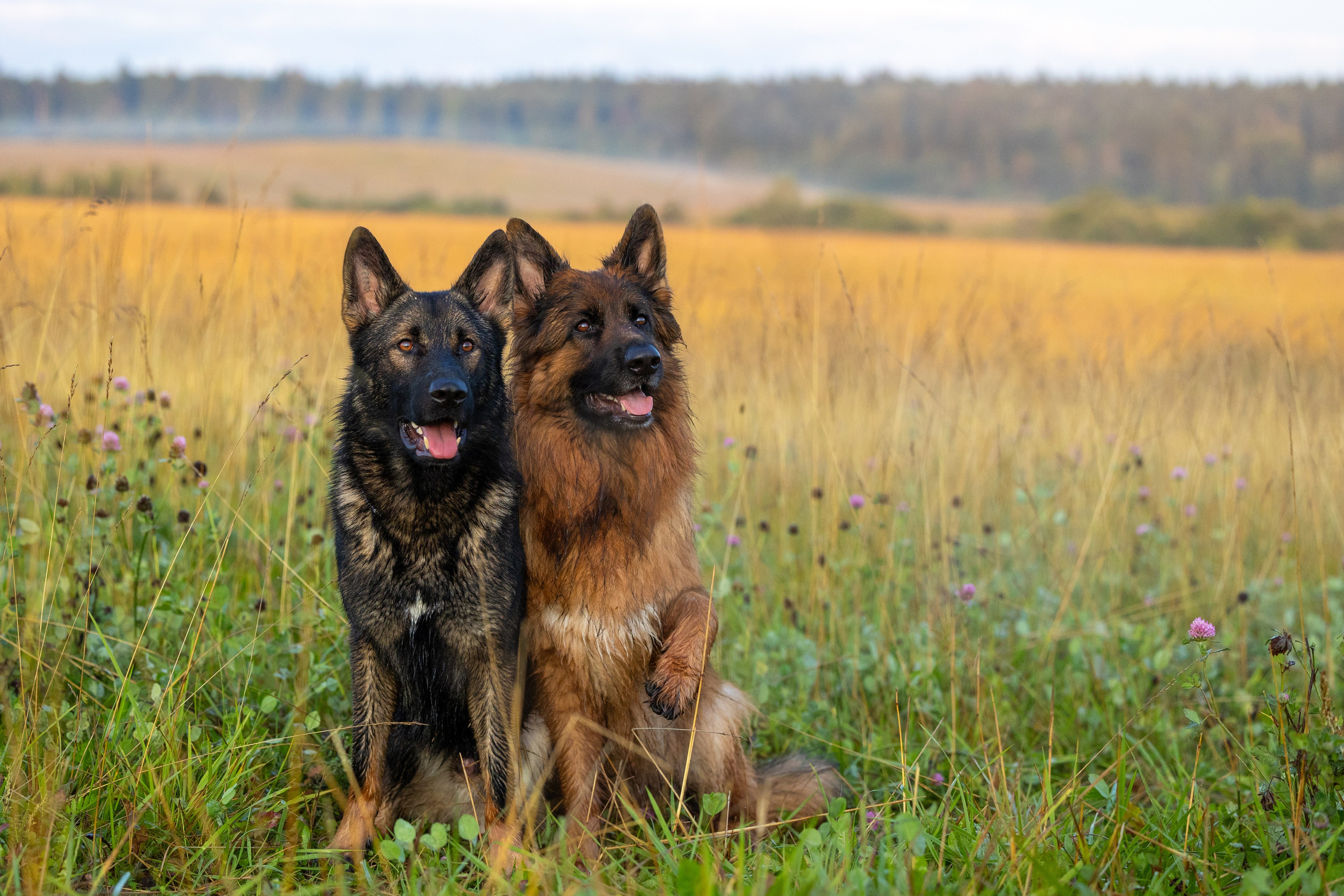 Немецкие овчарки Кетчер и Роскошь. Фотограф-анималист Natalia Deingel | Фотосъемка собак в Москве