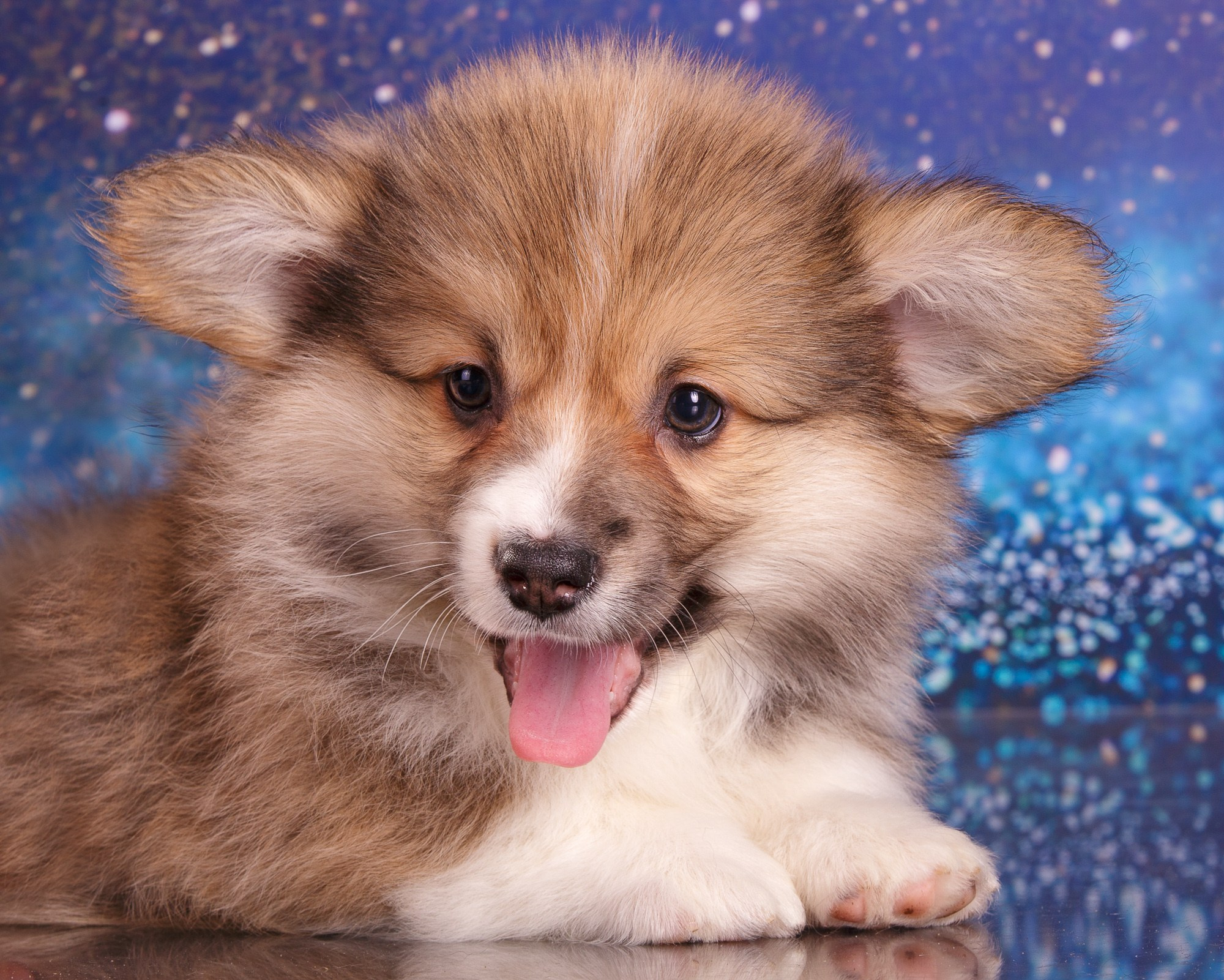 Фотосъёмки щенков. Фотограф-анималист Natalia Deingel | Фотосъемка собак в Москве