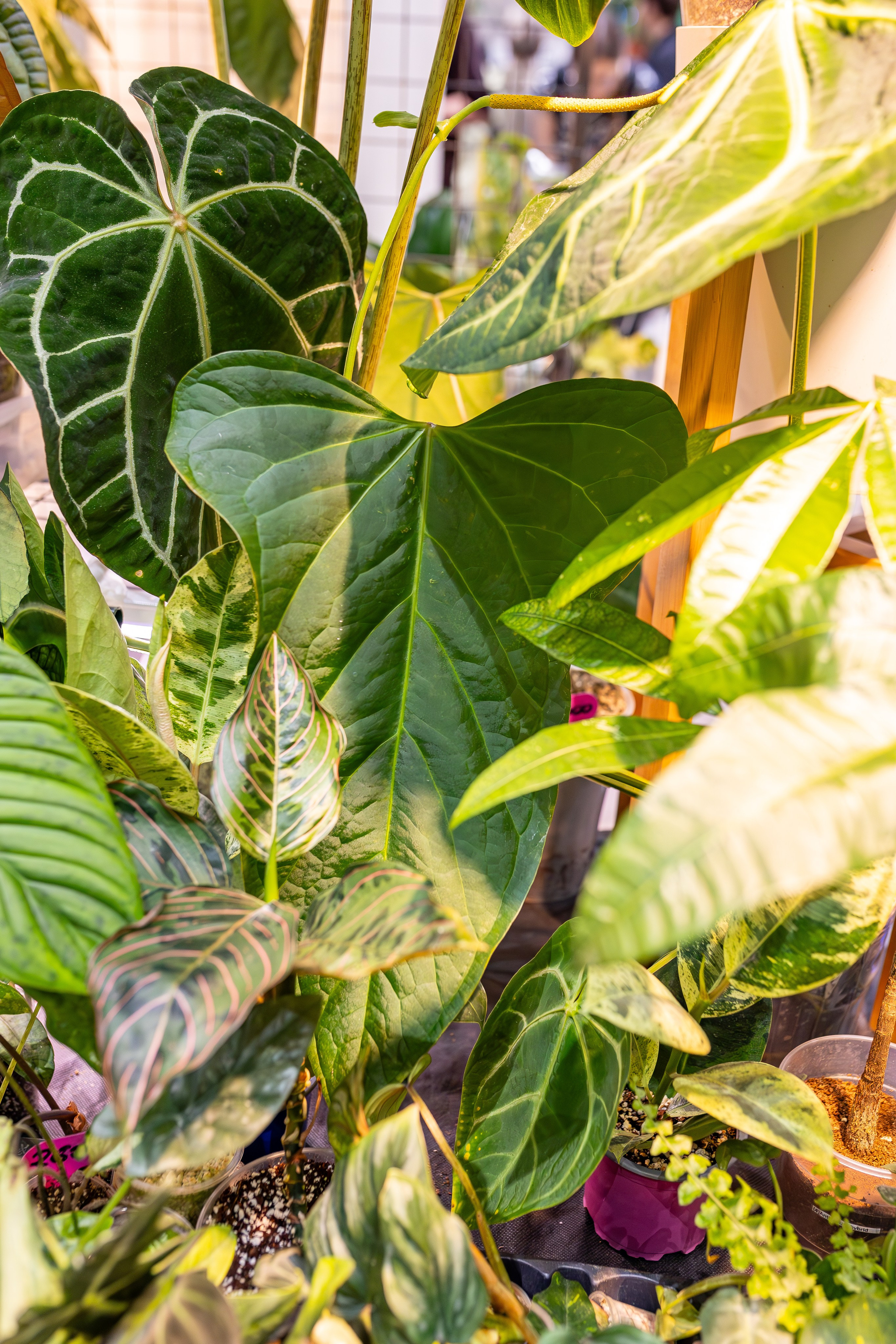 Монстериум апрель 2026. Александра Куликова фотограф, Москва